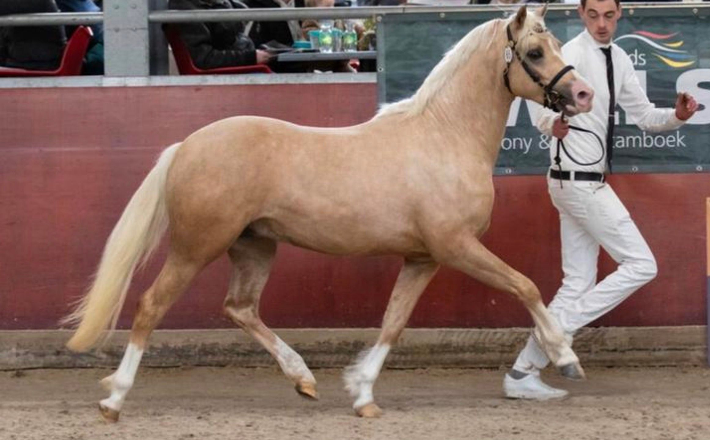 welsh allround-pony hengst 3 år palomino till salu - Foto 3