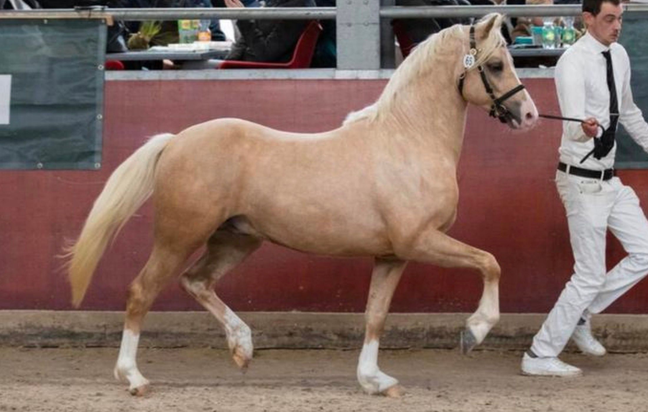 Vacker 3-årig Welsh Section B hingst