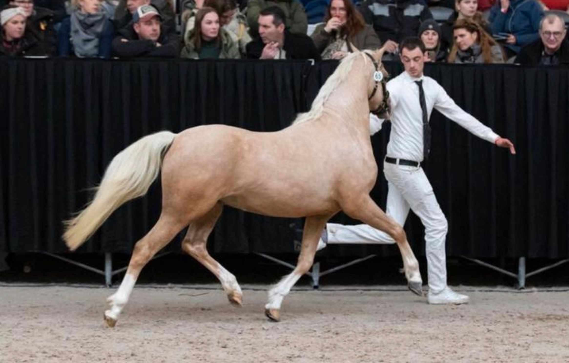 welsh allround-pony hengst 3 år palomino till salu - Foto 2