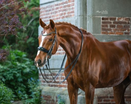 KWPN dressuurpaard ruin 13 歳 vos 売り出し中 - 写真 2