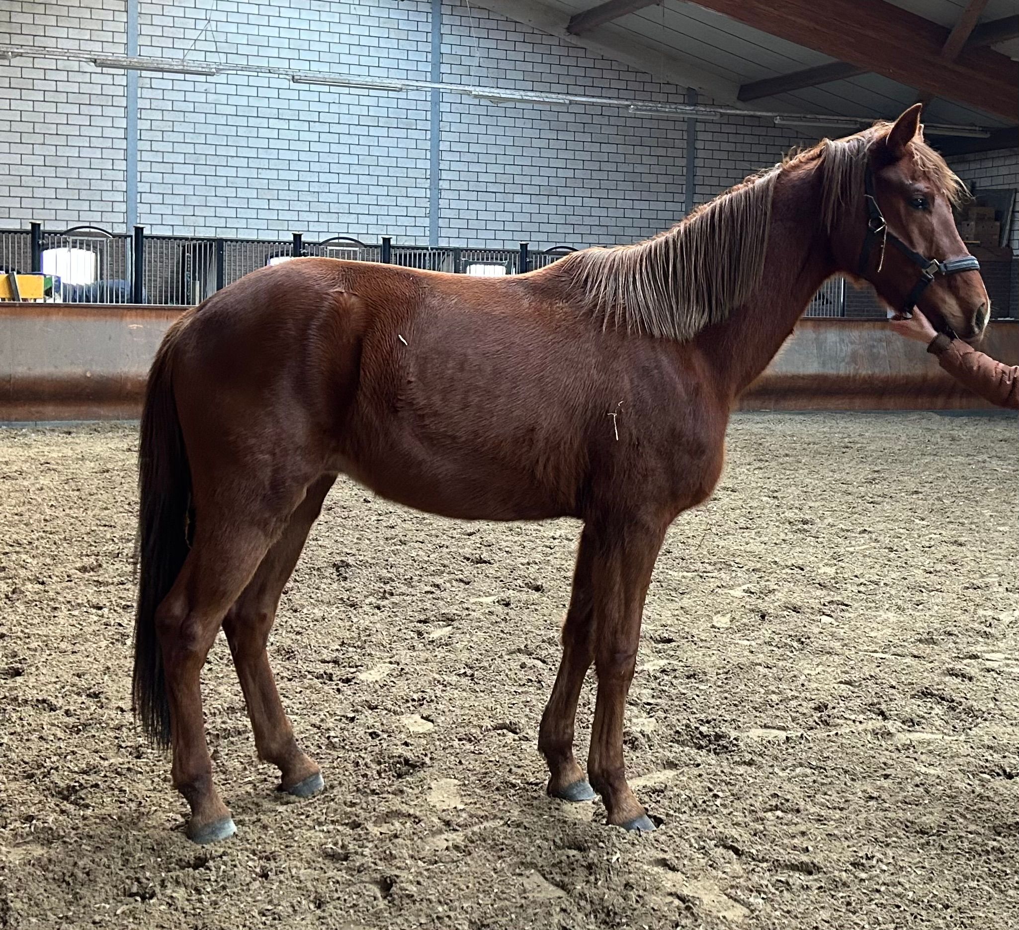 kwpn dressuurpaard ruin 3 years old vos for sale - Main photo