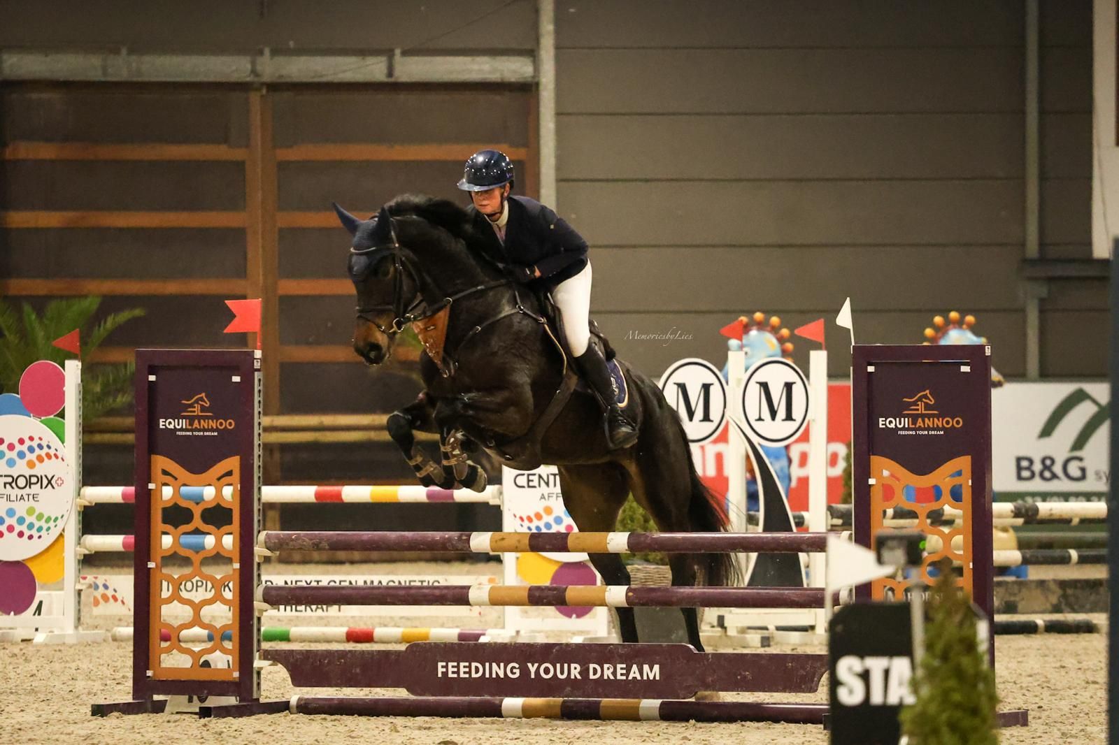 kwpn springpaard merrie 5 years old donkerbruin for sale - Main photo
