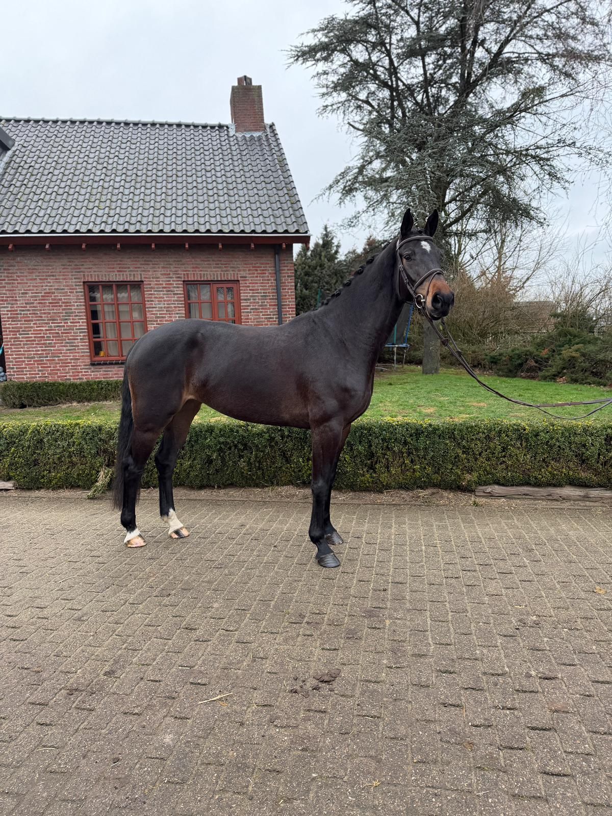 kwpn springpaard merrie 5 years old donkerbruin for sale - Photo 3