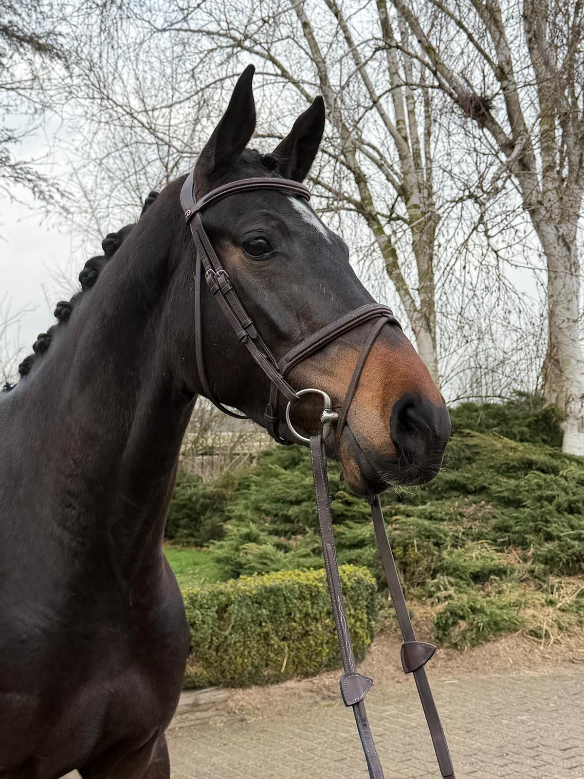 kwpn springpaard merrie 5 years old donkerbruin for sale - Photo 2