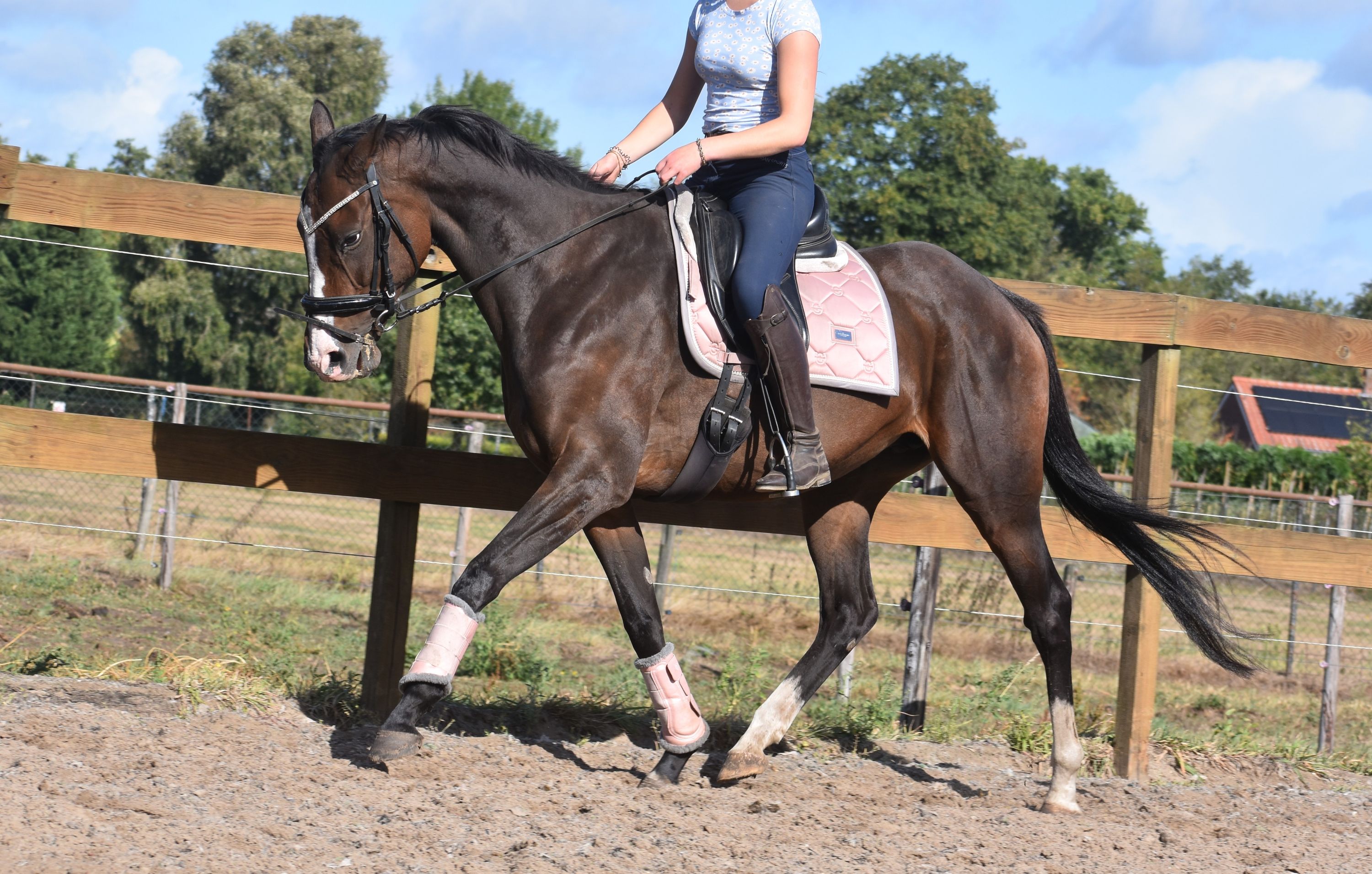 Eyecatcher: super well-behaved 9-year-old riding horse mare