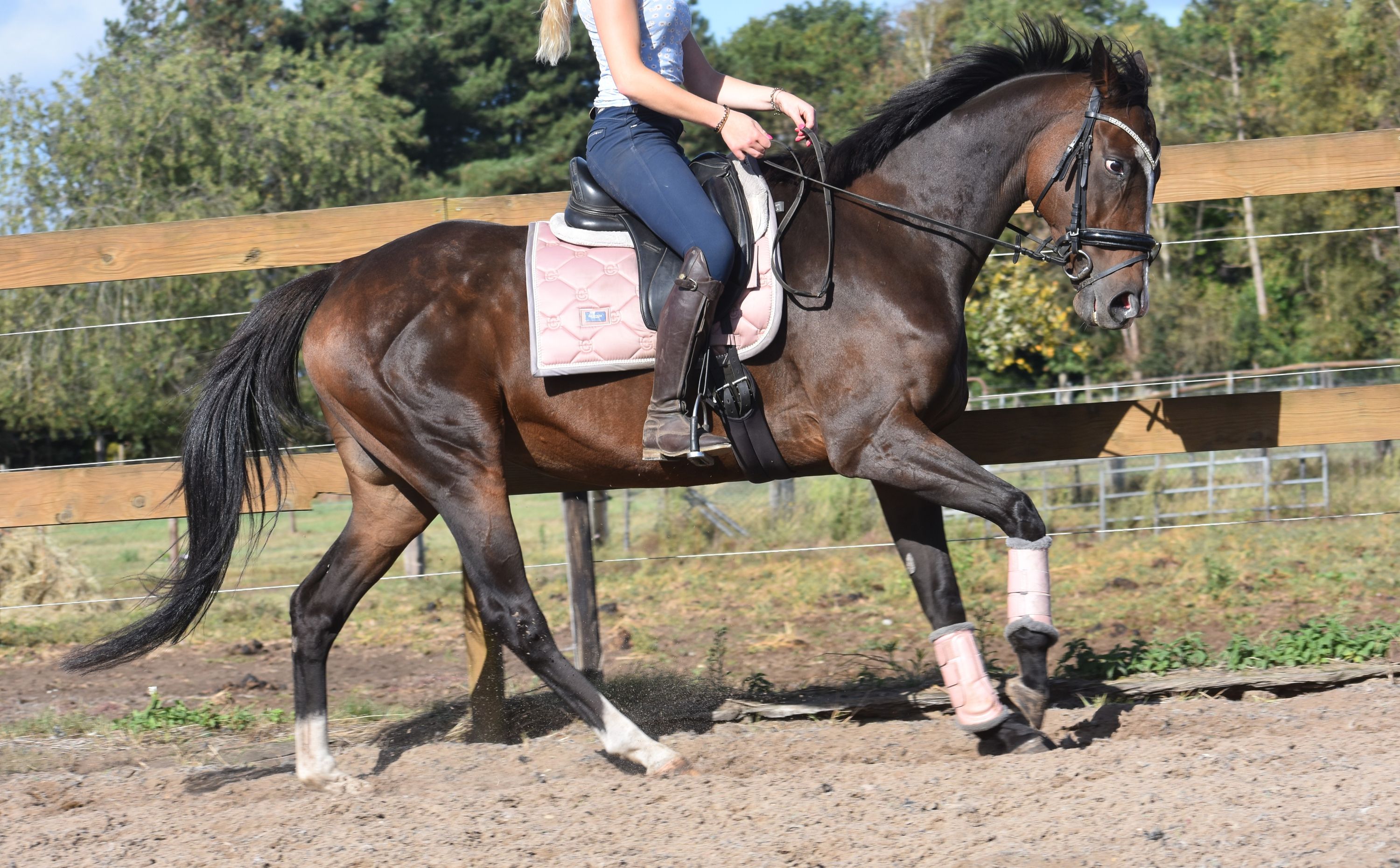 recreatie-paard merrie donkerbruin for sale - Photo 5
