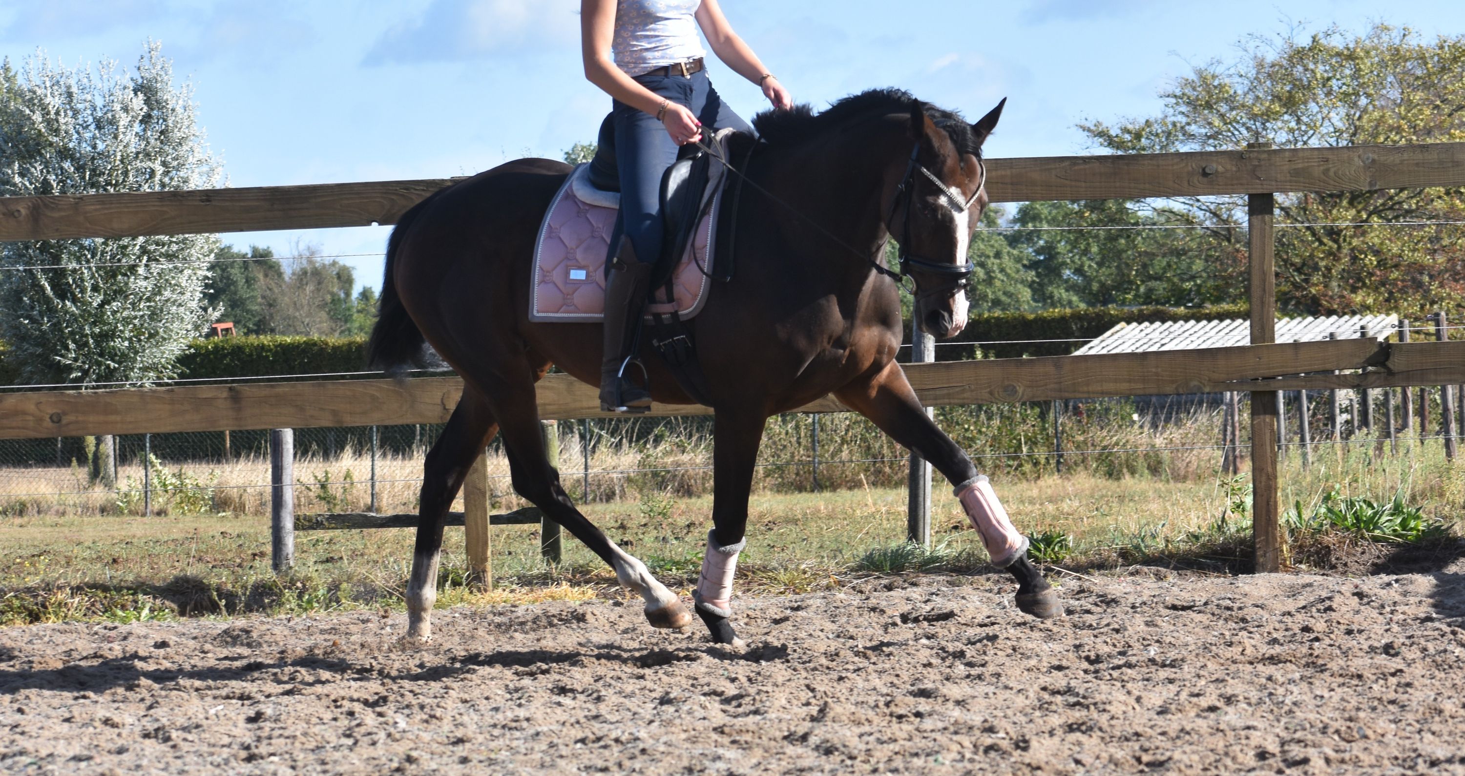 recreatie-paard merrie donkerbruin for sale - Photo 4
