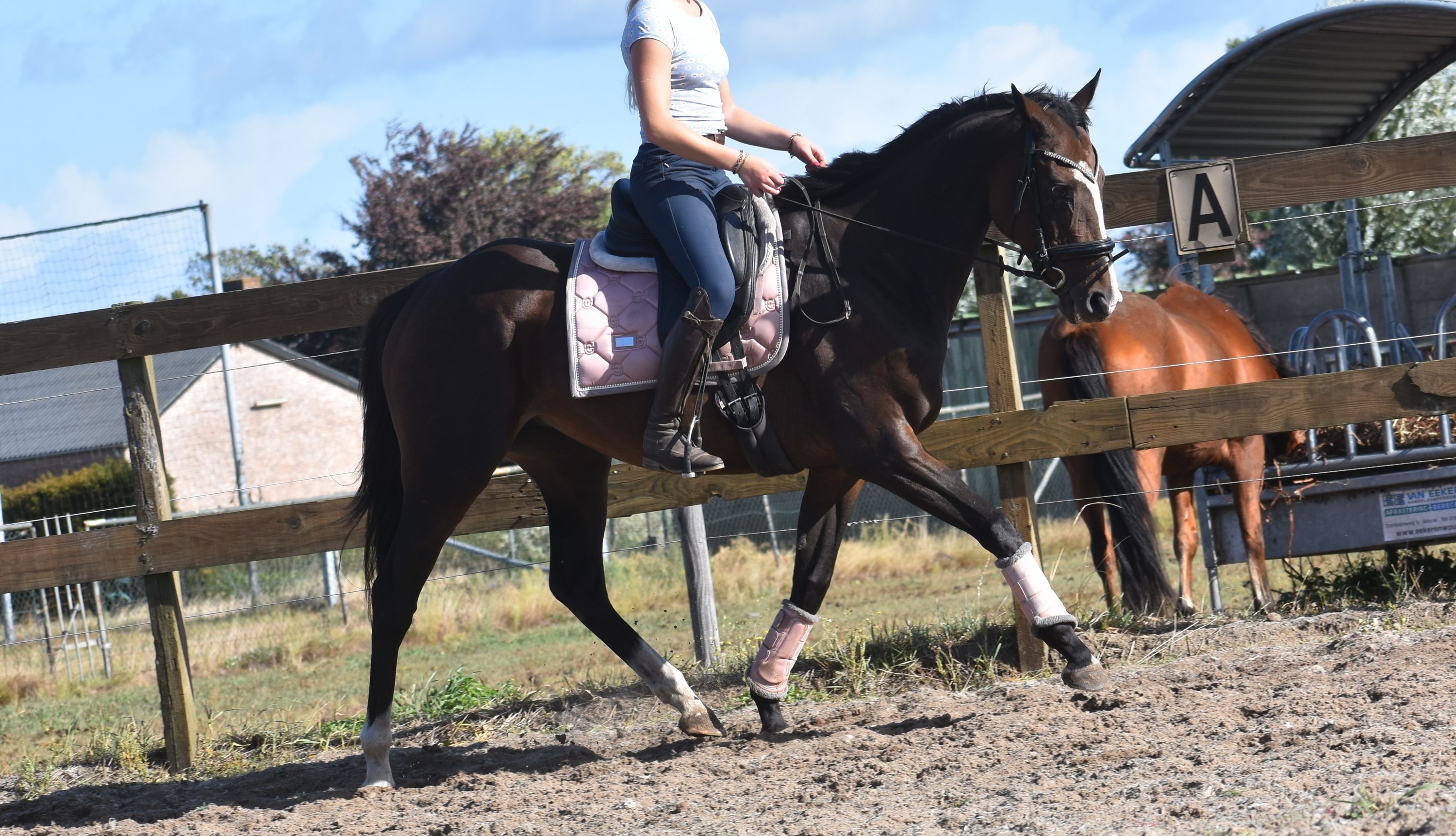 recreatie-paard merrie donkerbruin for sale - Photo 2