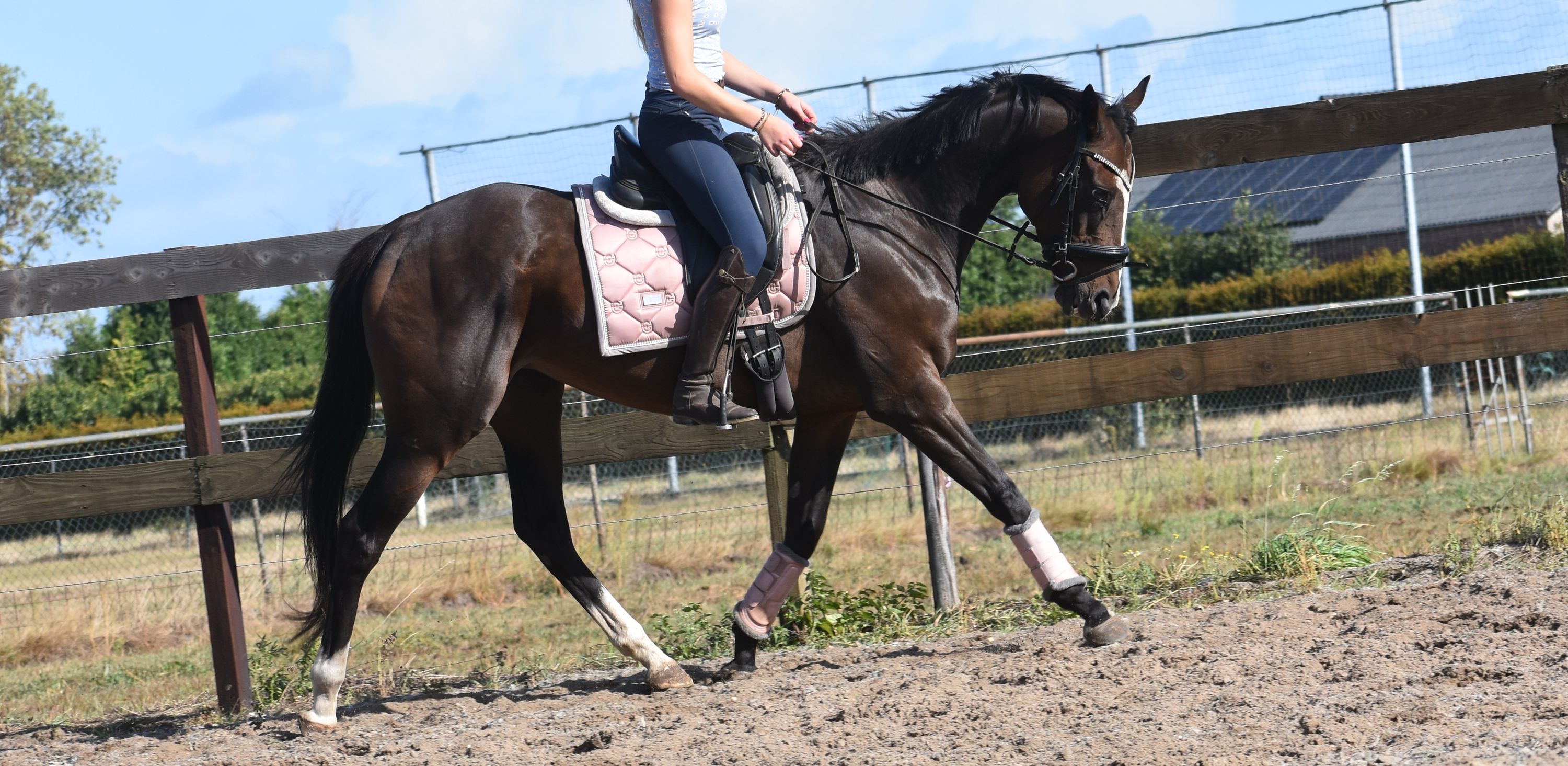 recreatie-paard merrie donkerbruin for sale - Photo 3