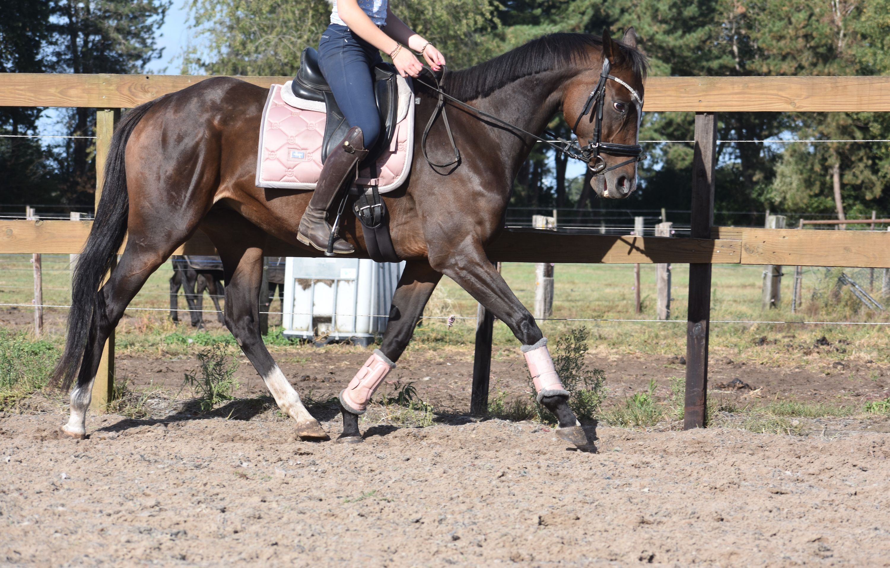 recreatie-paard merrie donkerbruin for sale - Photo 6