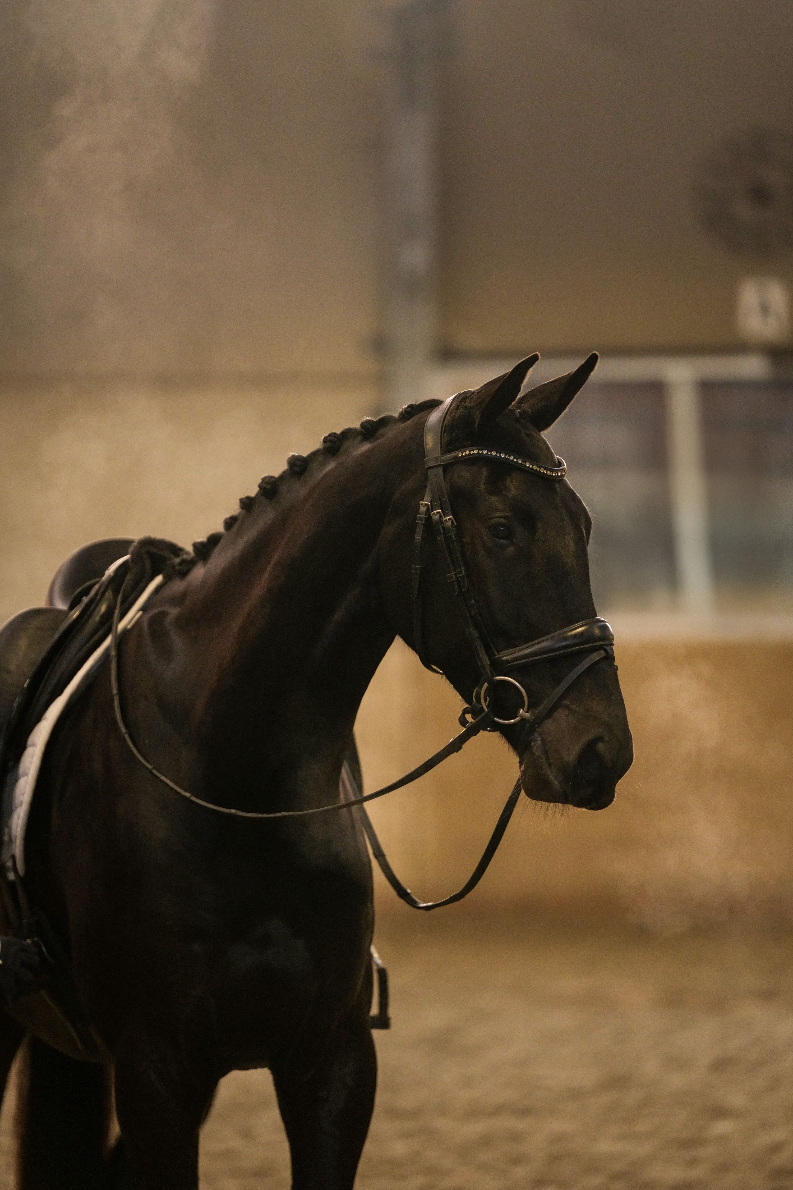 kwpn dressuurpaard ruin 4 ani zwart de vânzare - Foto 6