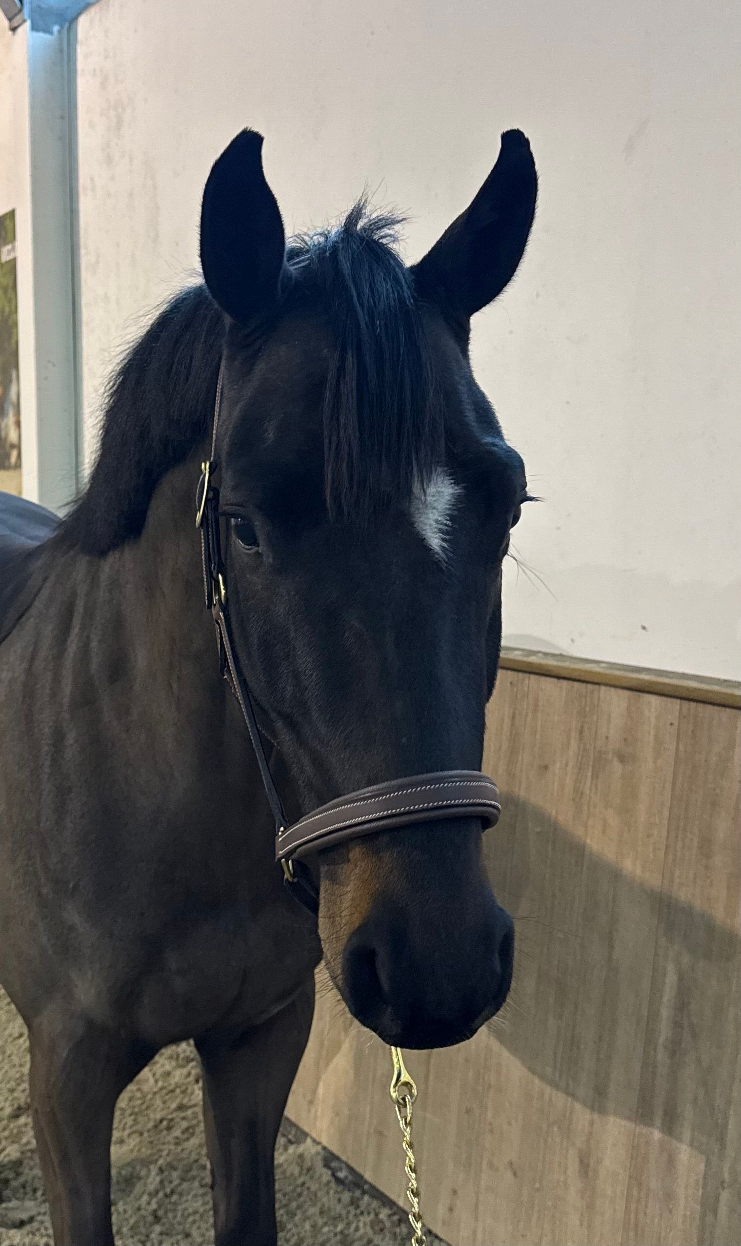 holstein springpaard ruin 4 years old zwart for sale - Photo 2