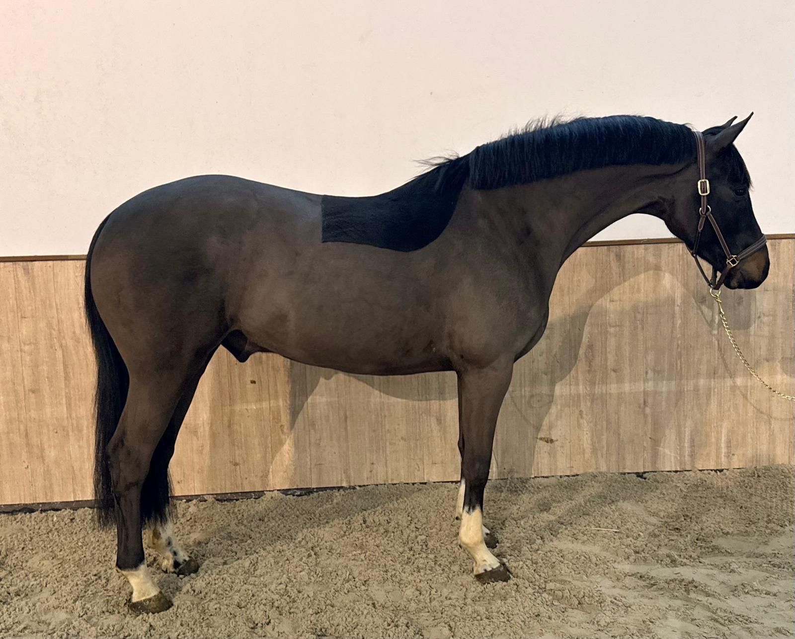 Fine, beautiful and talented gelding for sale!