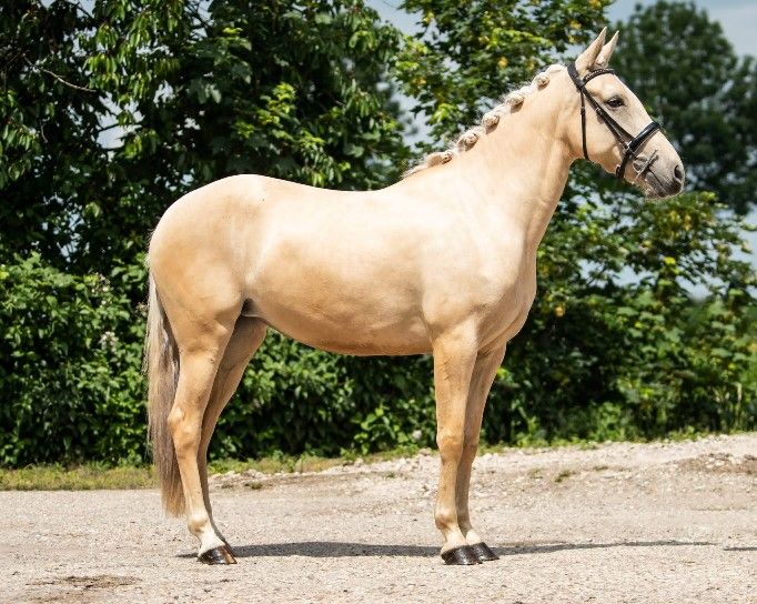 Zeer betrouwbare Palomino (kinder)pony met potentie (merrie)