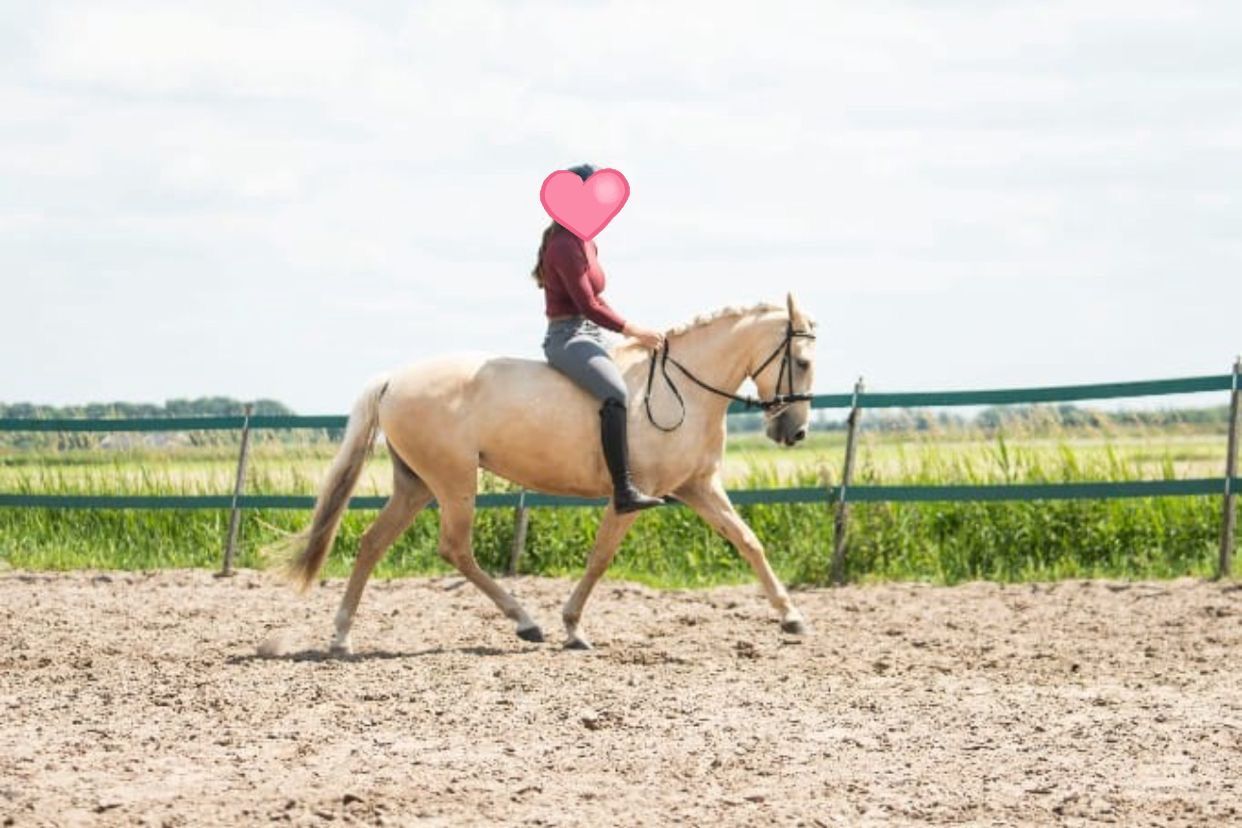 spaans allround-pony merrie 8 jaar palomino te koop - Foto 2