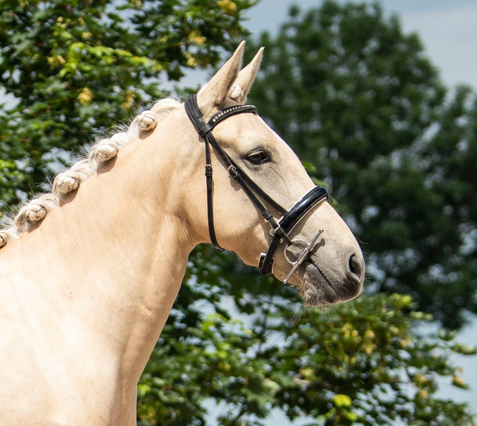 spaans allround-pony merrie 8 jaar palomino te koop - Foto 3