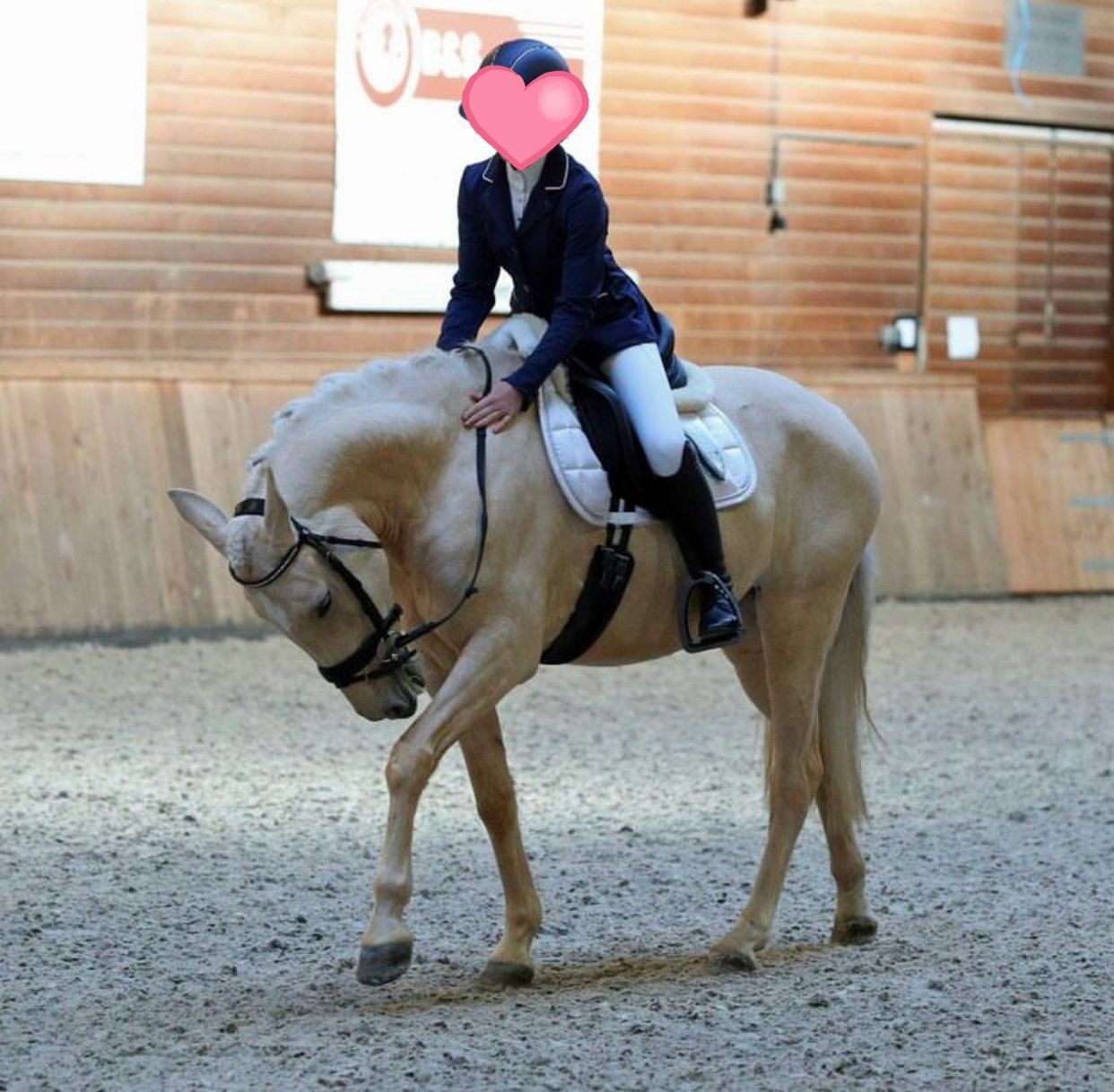 spaans allround-pony merrie 8 jaar palomino te koop - Foto 4