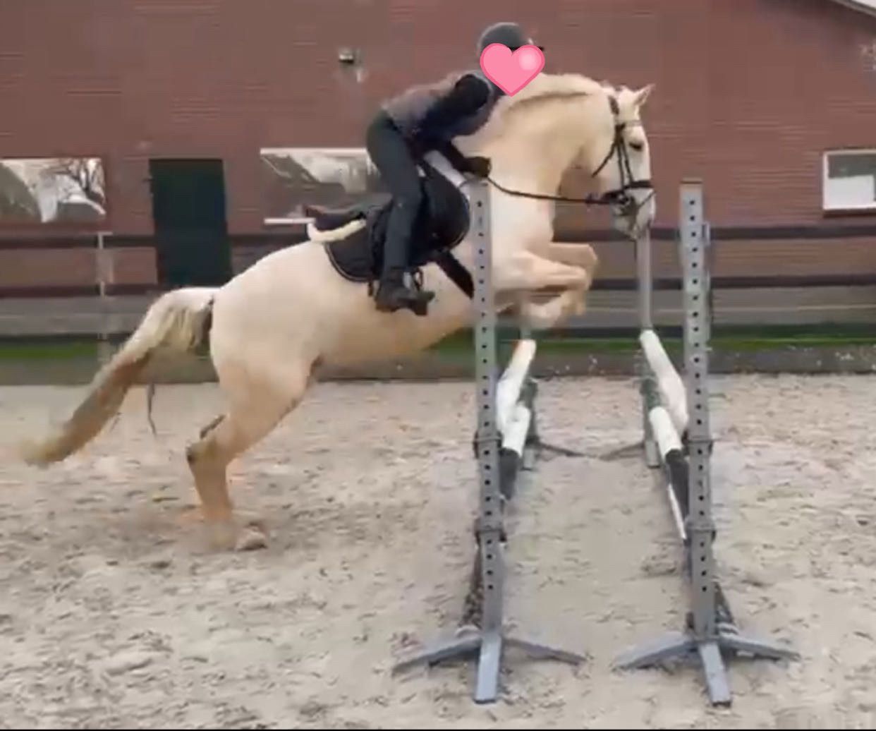 spaans allround-pony merrie 8 jaar palomino te koop - Foto 5