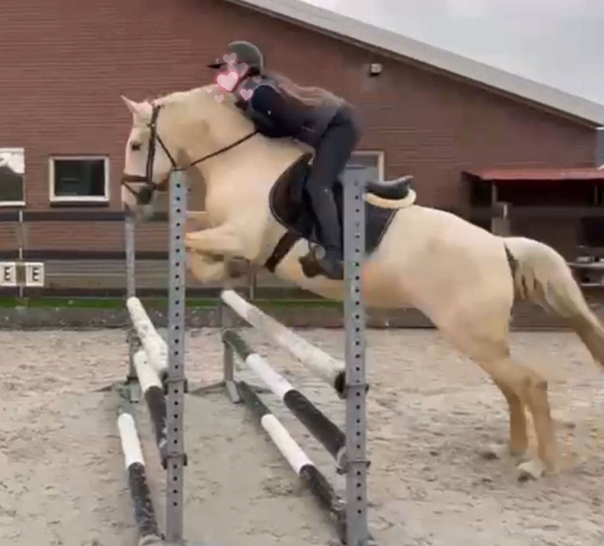 spaans allround-pony merrie 8 jaar palomino te koop - Foto 6