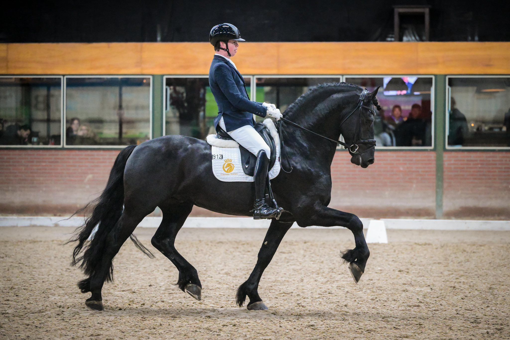dressuurpaard ruin 6 years old zwart for sale - Photo 3