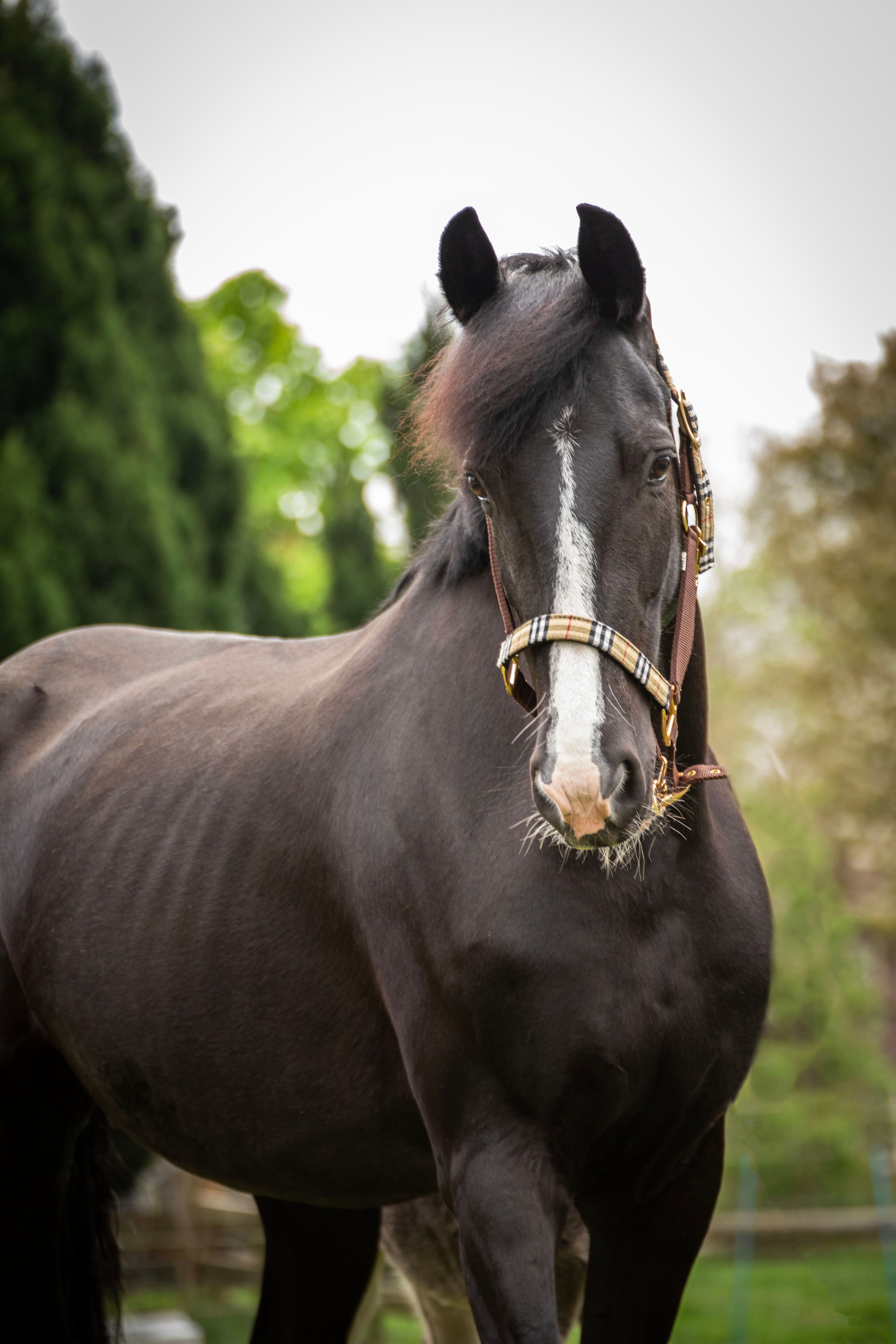 Tuigpaard 牝馬 販売中