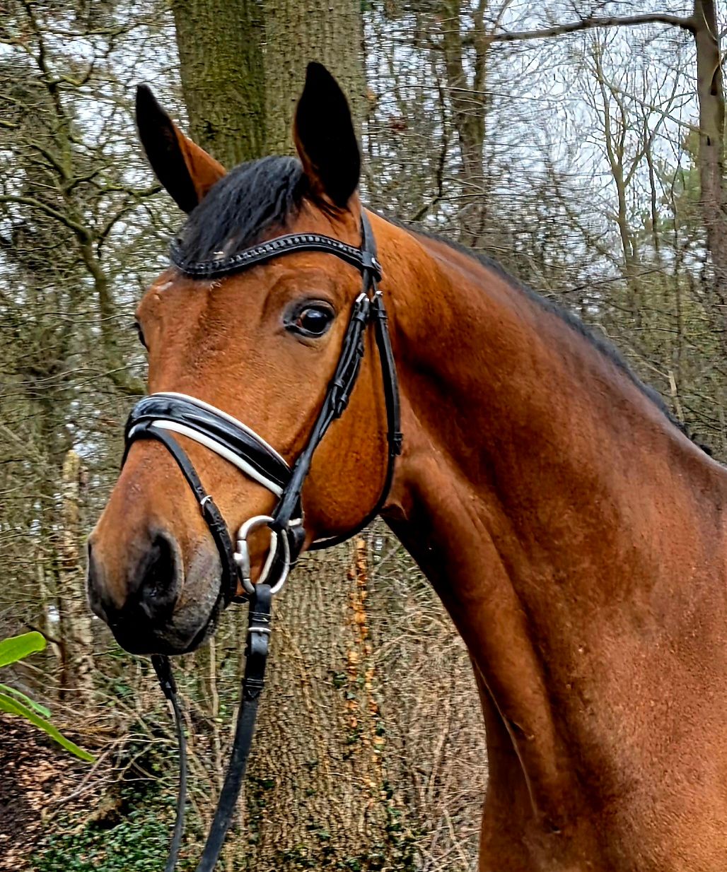 kwpn dressuurpaard ruin 4 歳 bruin 売り出し中 - 写真 2