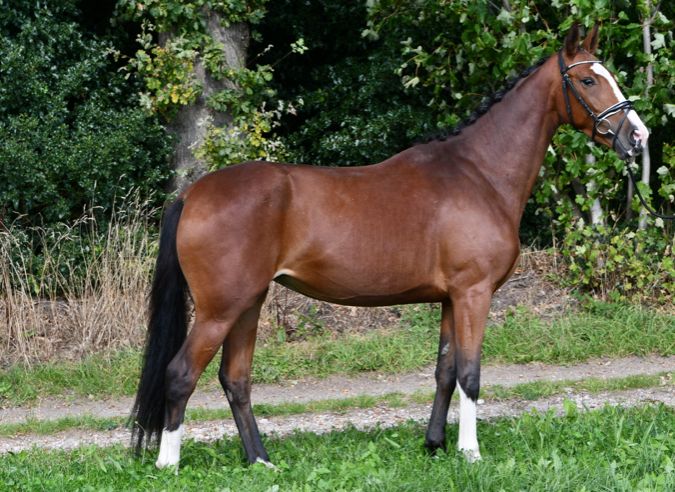 KWPN dressuurpaard merrie 5 jaar bruin te koop - Foto 2