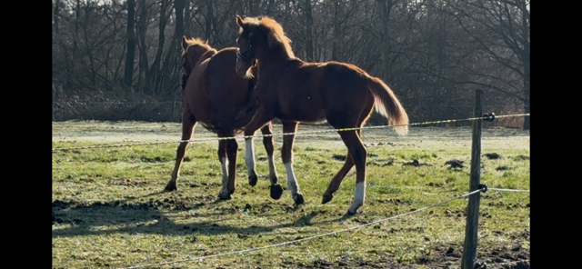 zangersheide springpaard hengst 1 years old vos for sale - Photo 3
