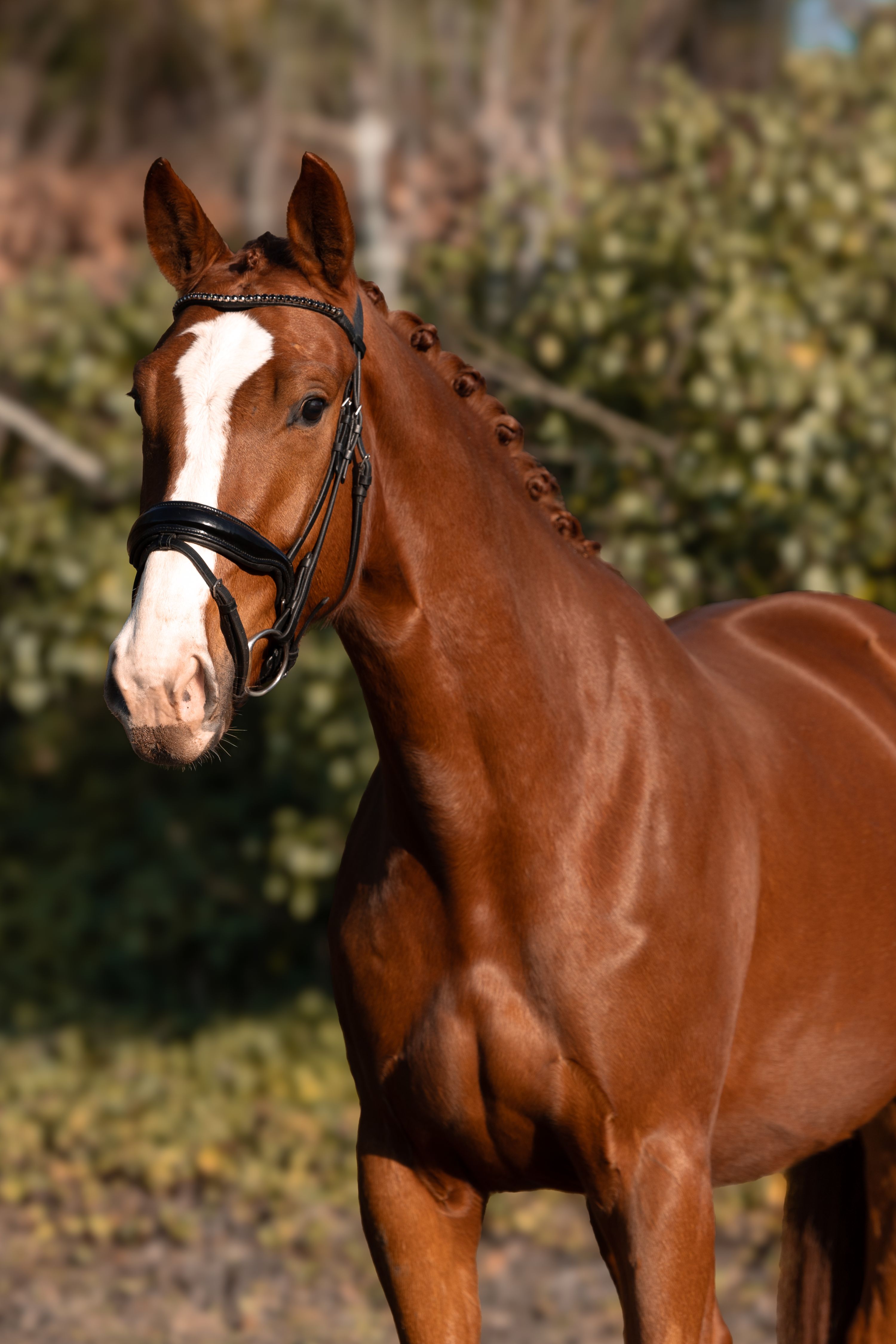 bwp dressuurpaard ruin 4 years old vos for sale - Photo 3