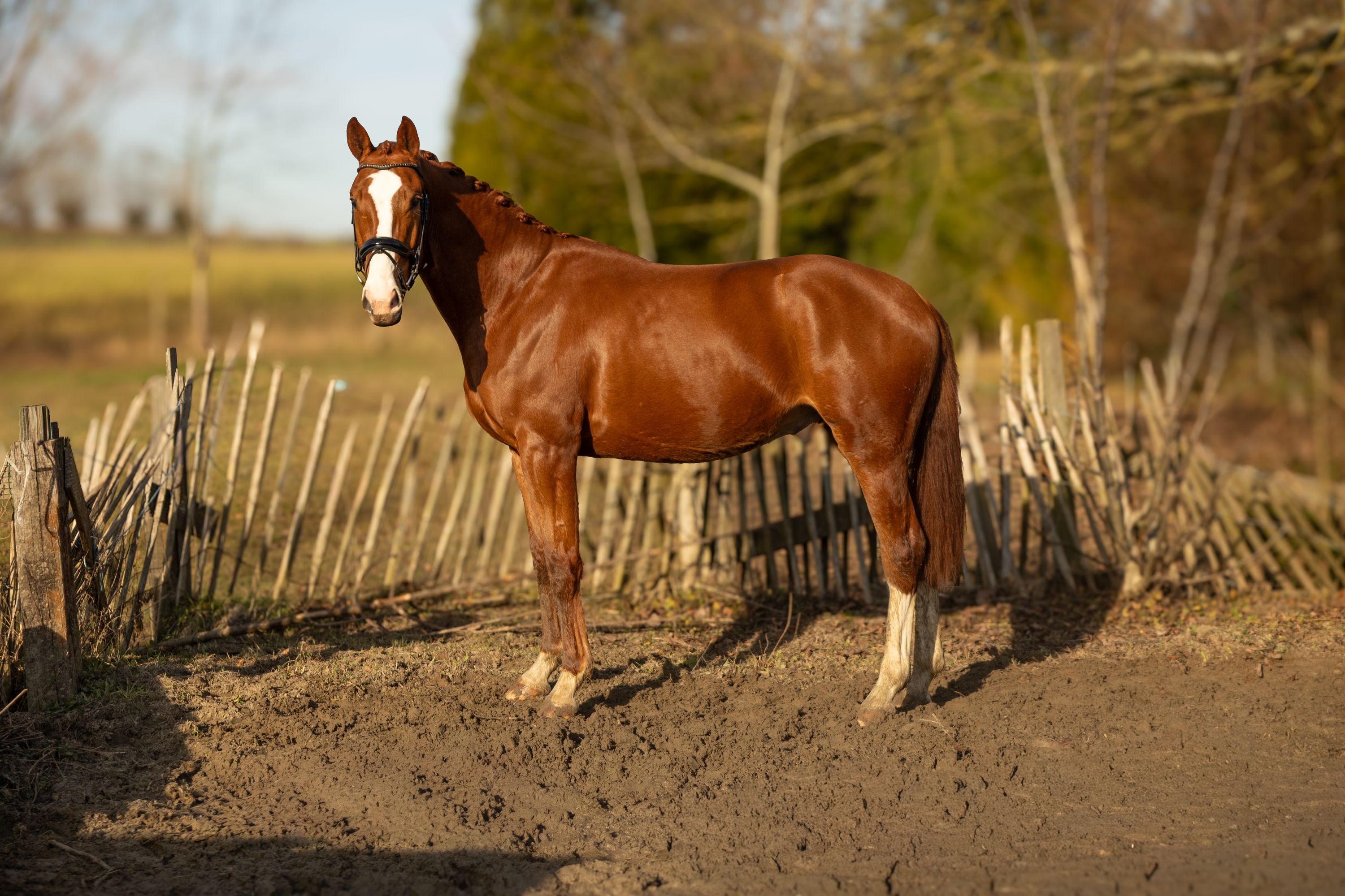 bwp dressuurpaard ruin 4 years old vos for sale - Photo 6