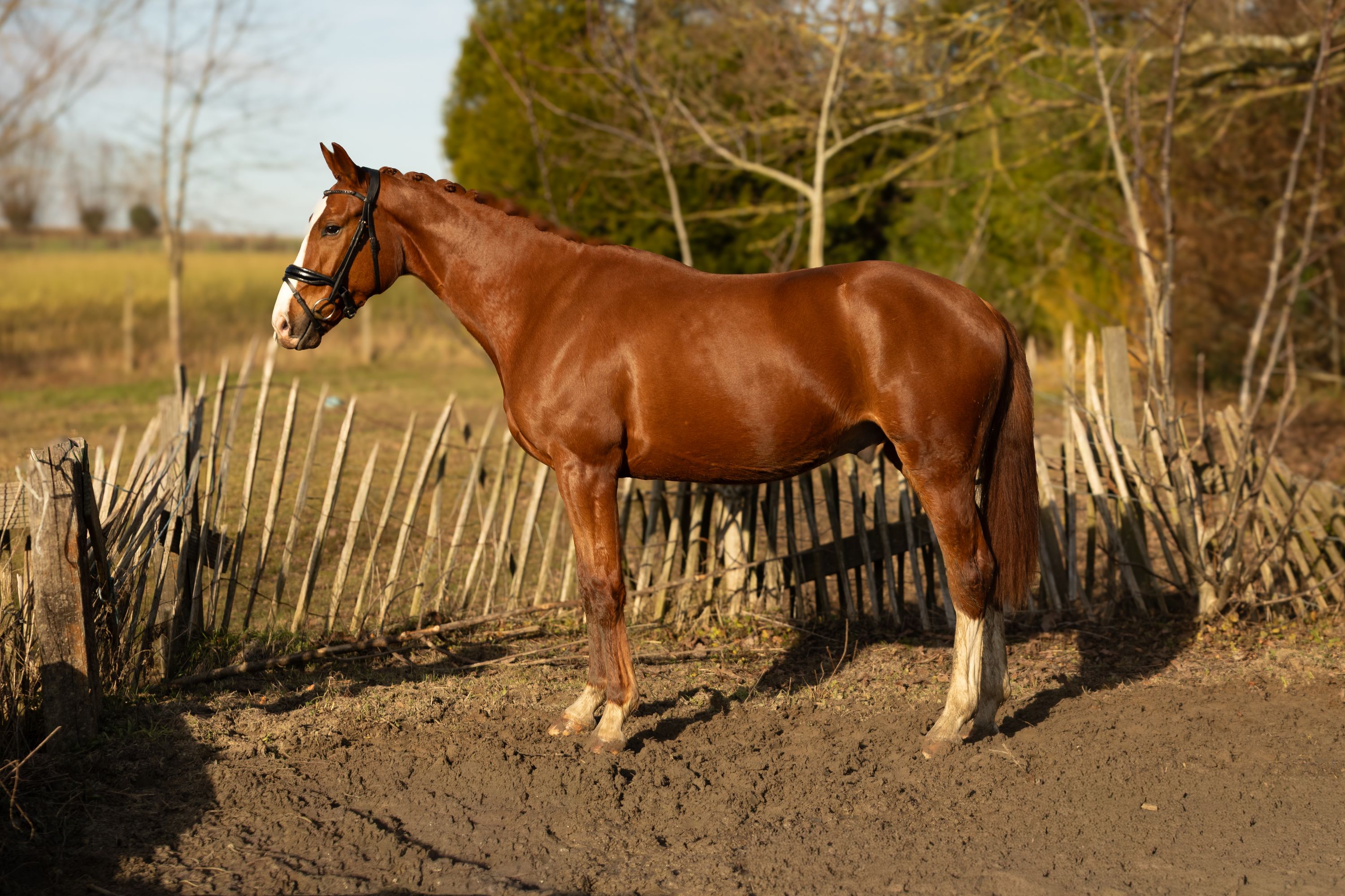 bwp dressuurpaard ruin 4 years old vos for sale - Photo 5
