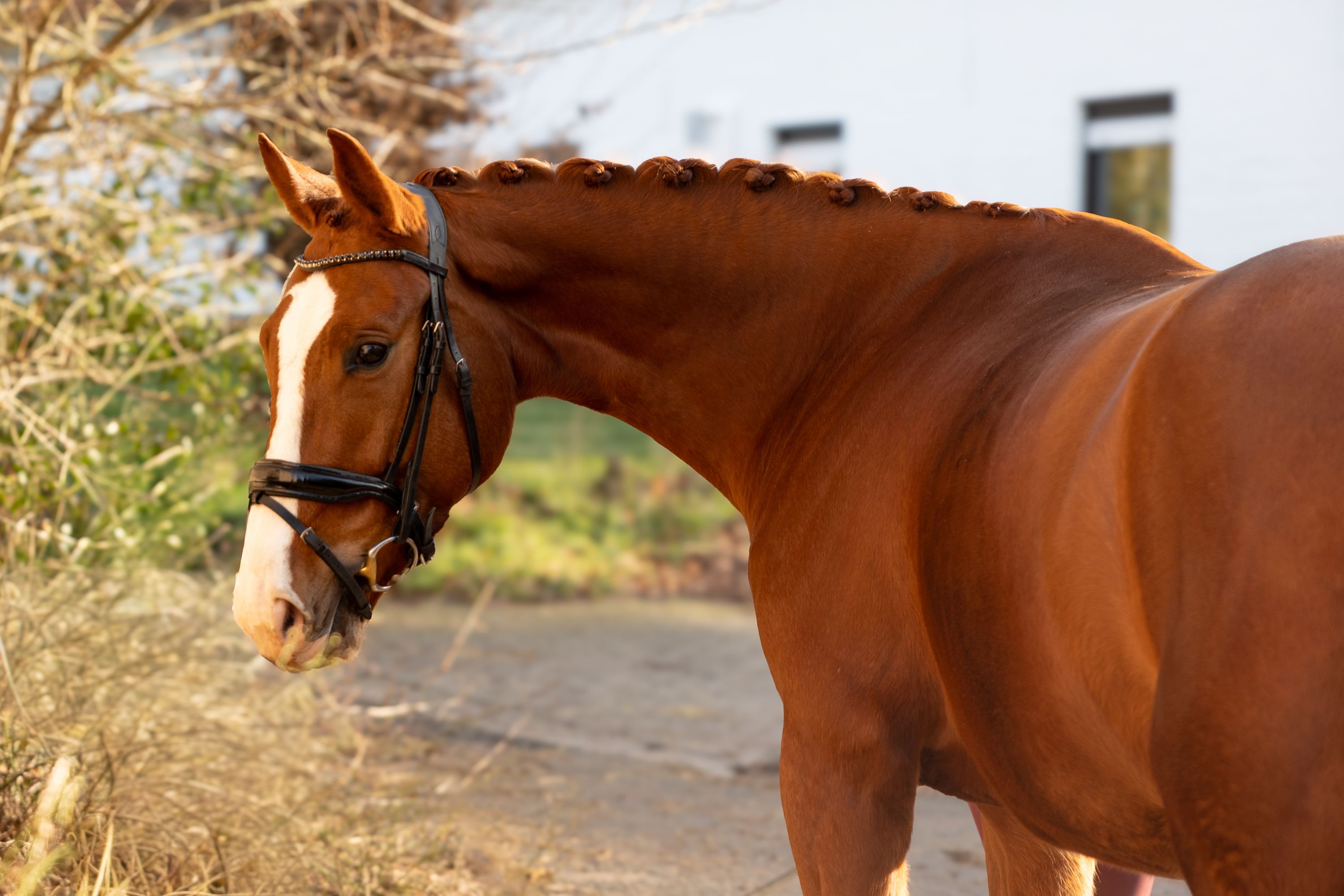 bwp dressuurpaard ruin 4 years old vos for sale - Main photo