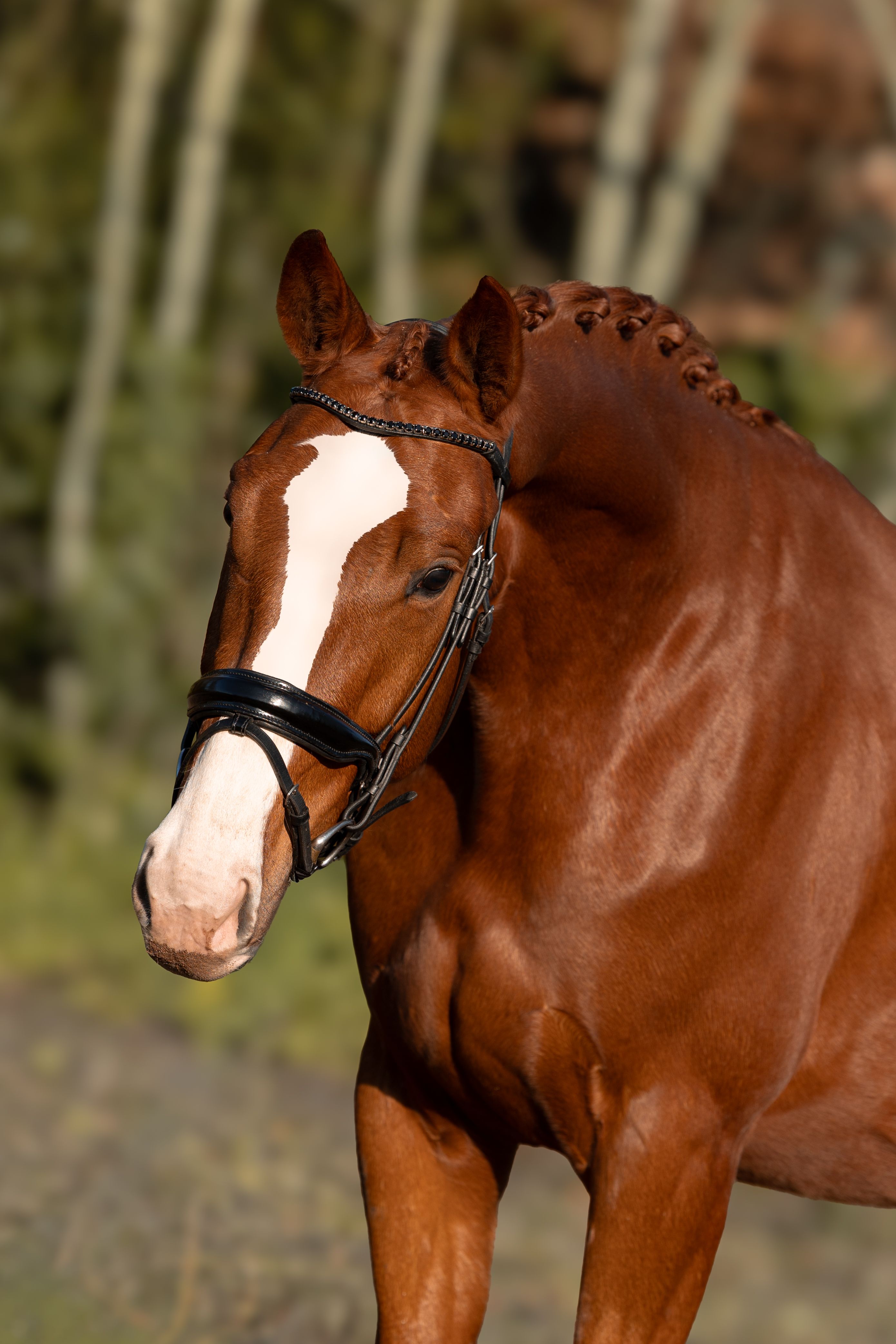 bwp dressuurpaard ruin 4 years old vos for sale - Photo 4