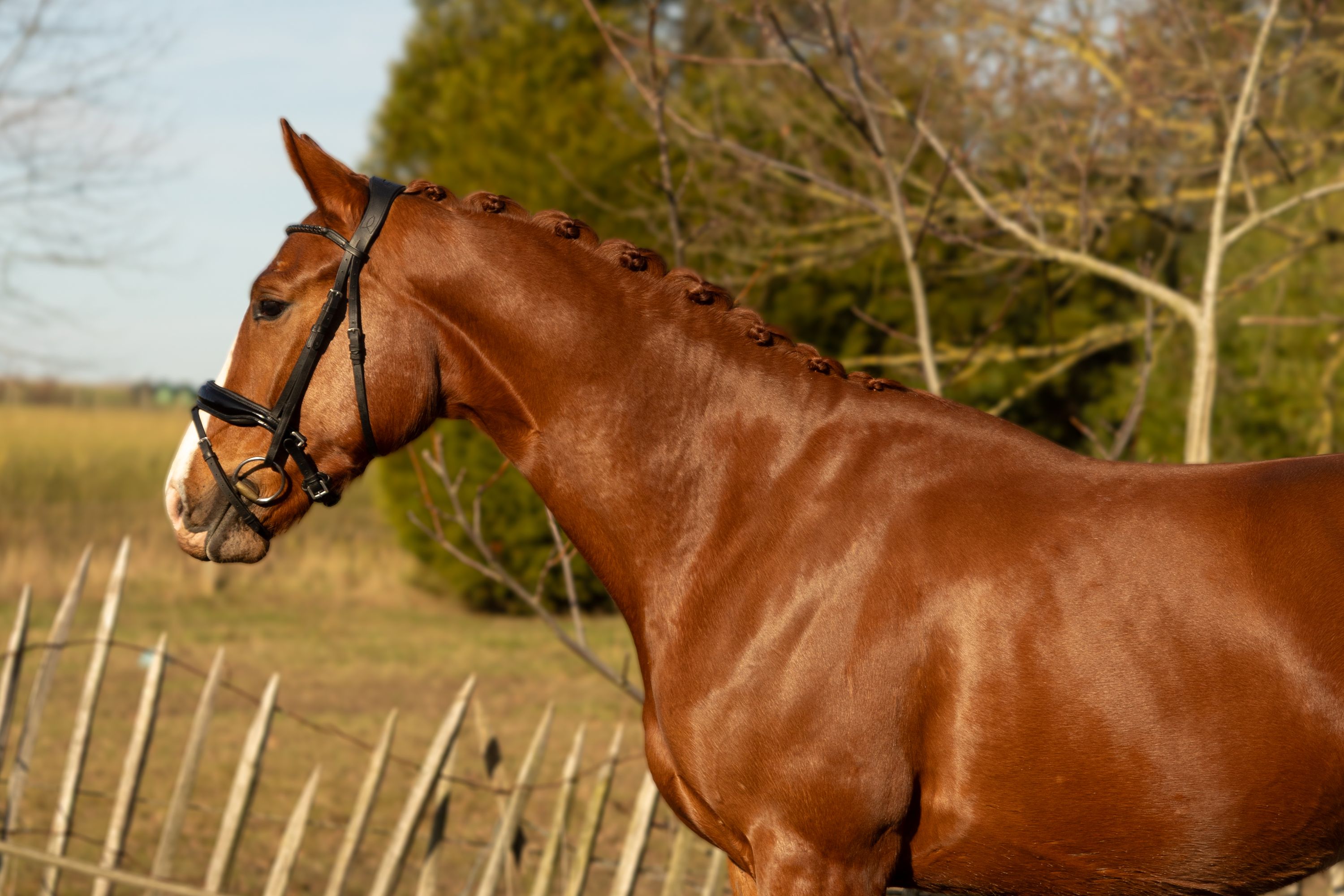 bwp dressuurpaard ruin 4 years old vos for sale - Photo 2