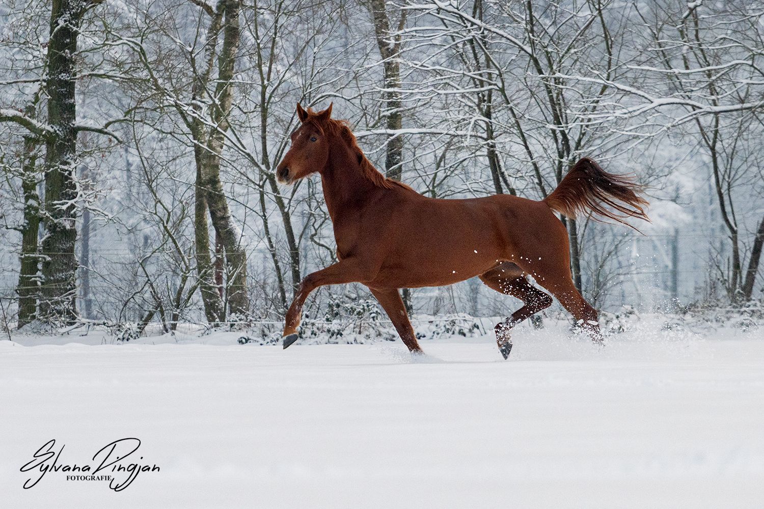 nrps dressuurpaard merrie 4 years old vos for sale - Photo 4