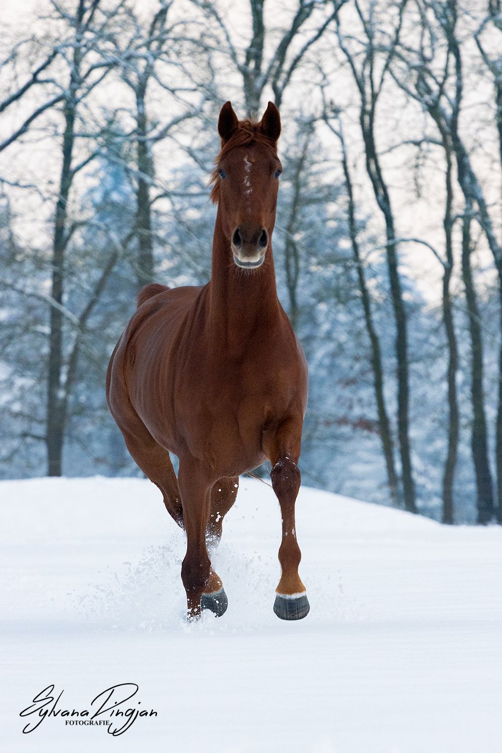 nrps dressuurpaard merrie 4 years old vos for sale - Photo 5