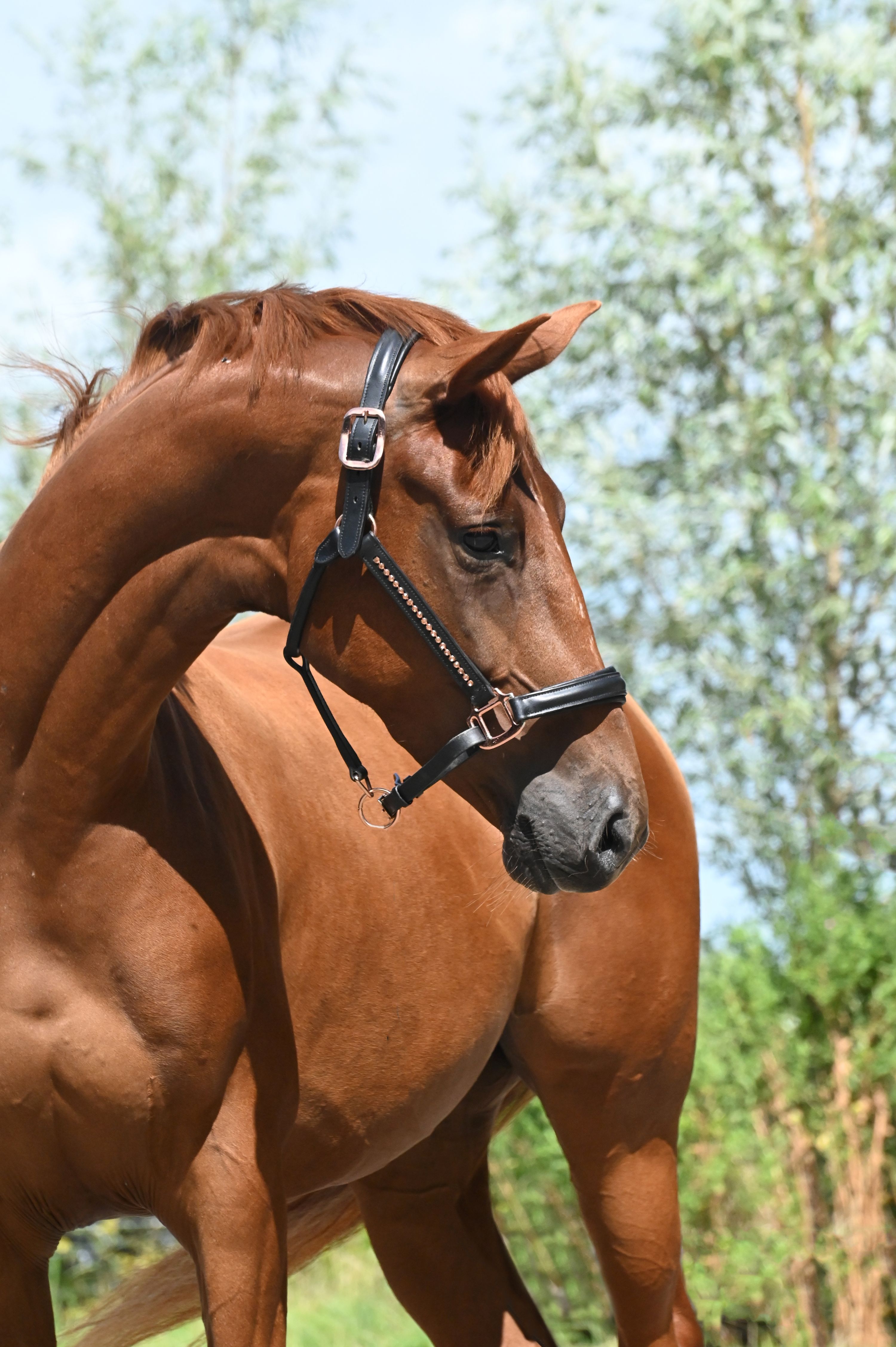 nrps dressuurpaard merrie 4 years old vos for sale - Photo 3