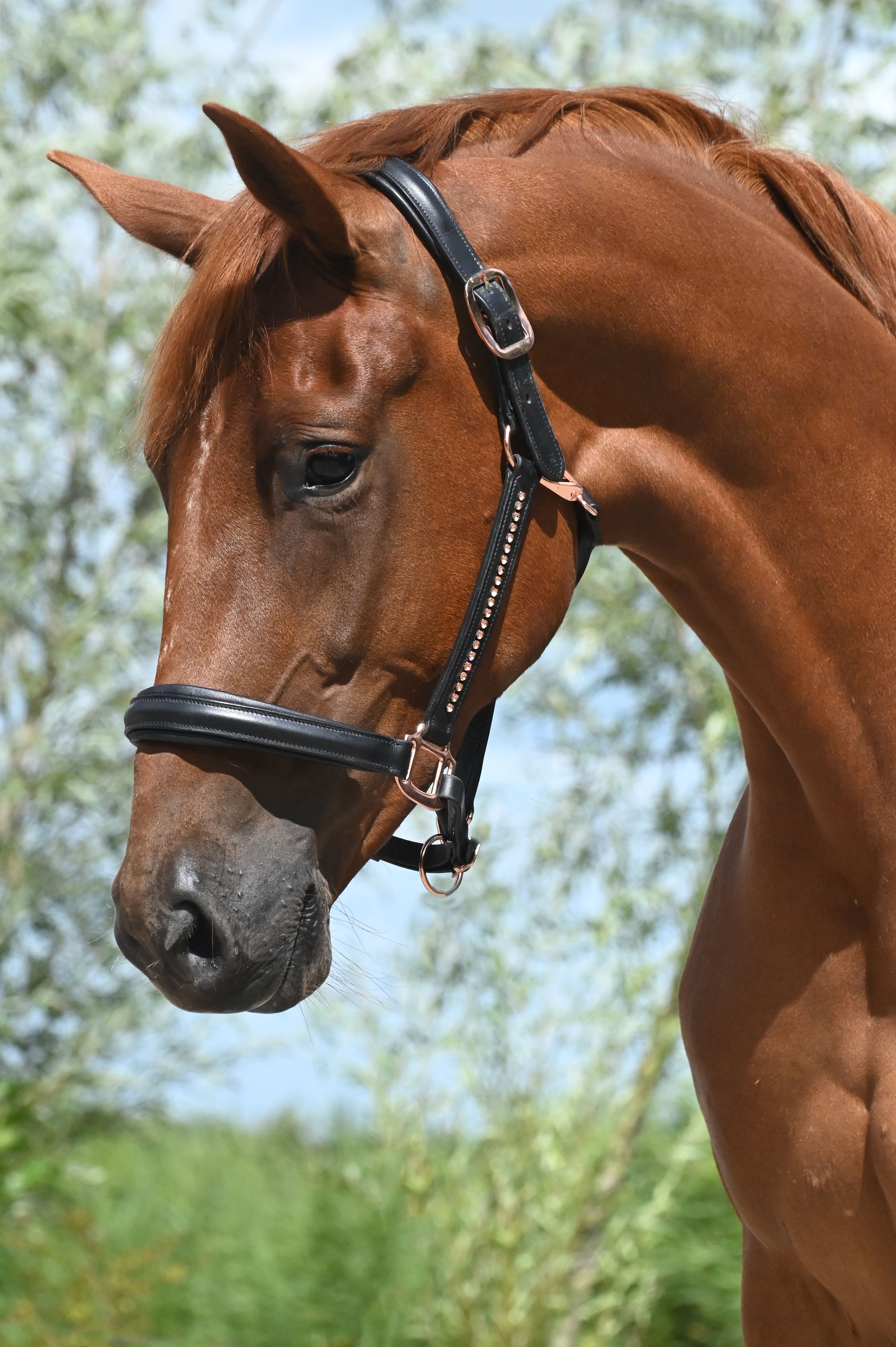 nrps dressuurpaard merrie 4 years old vos for sale - Photo 6