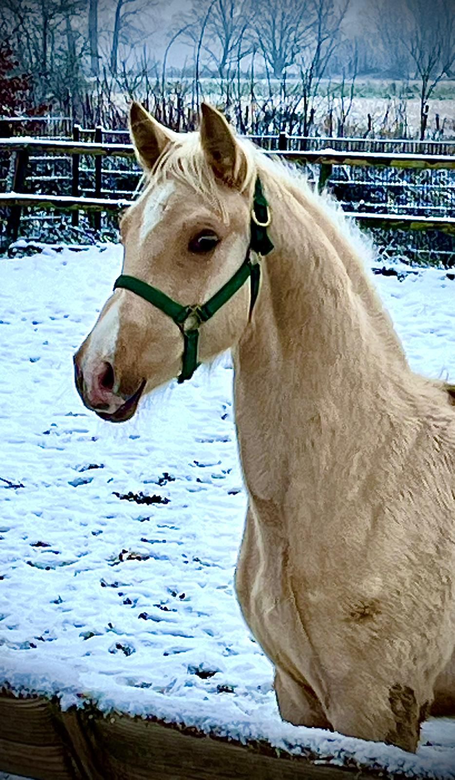 Two-year-old stallion by Glock's Taminiau X Elite sport v Santano