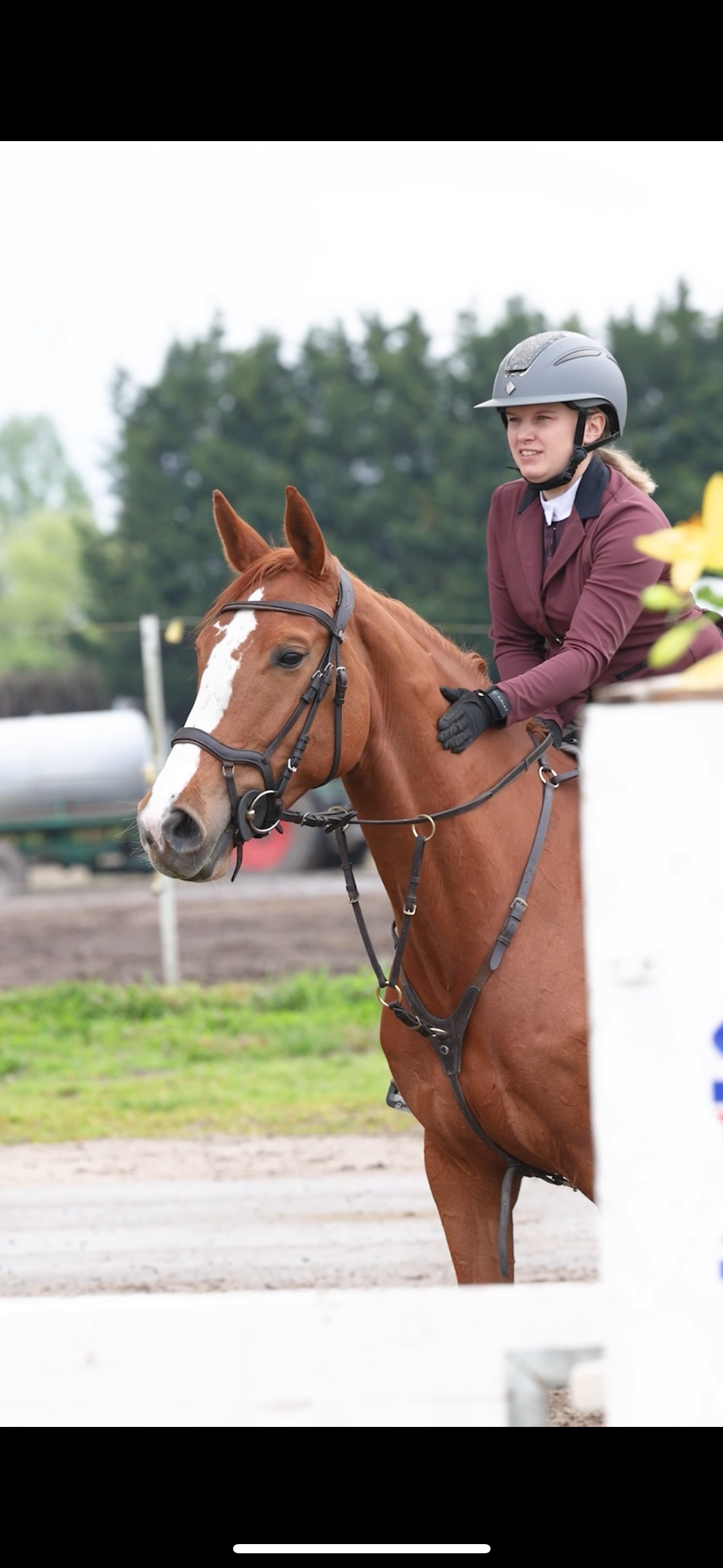 kwpn springpaard merrie 7 years old kastanje for sale - Main photo