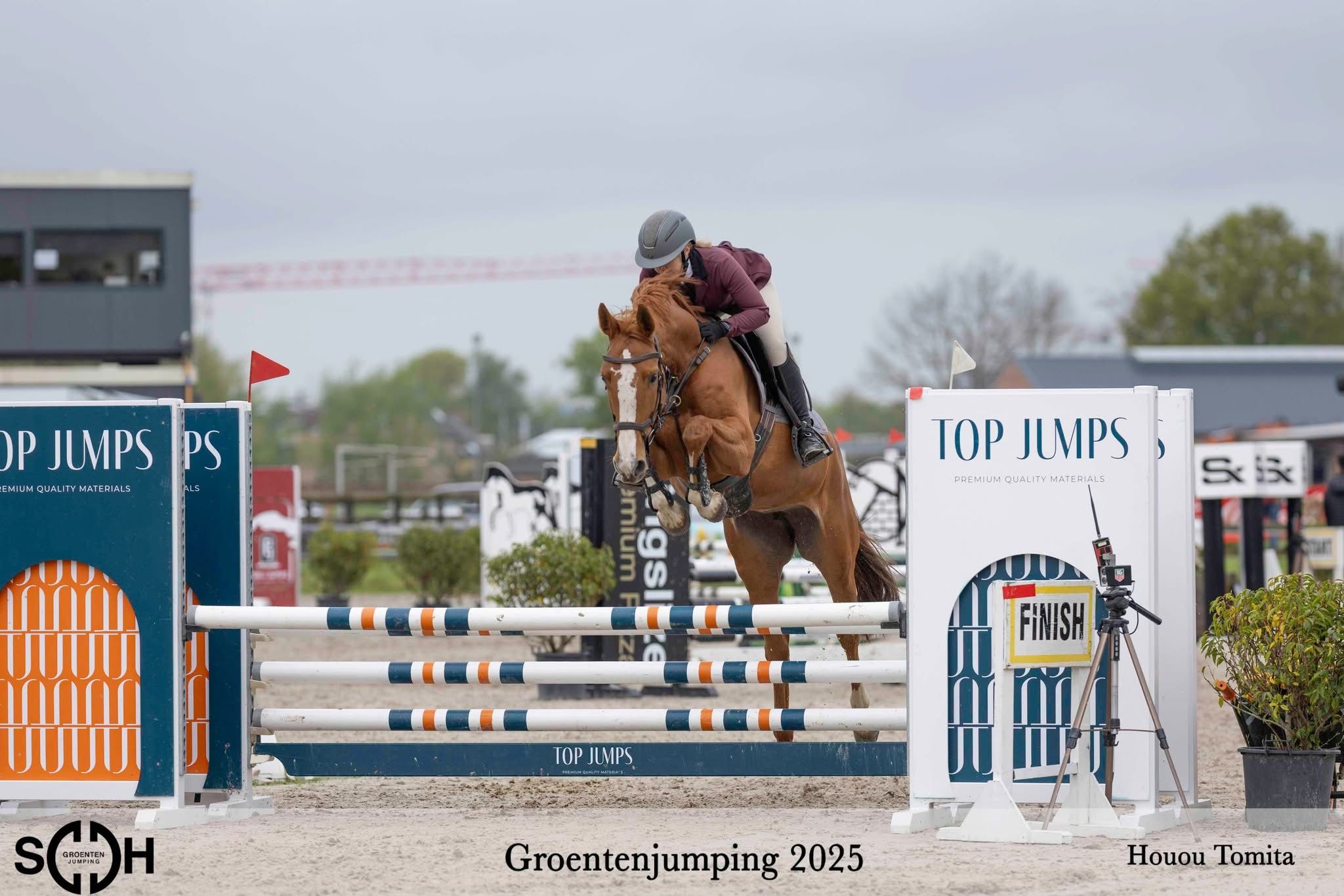 kwpn springpaard merrie 7 years old kastanje for sale - Photo 3