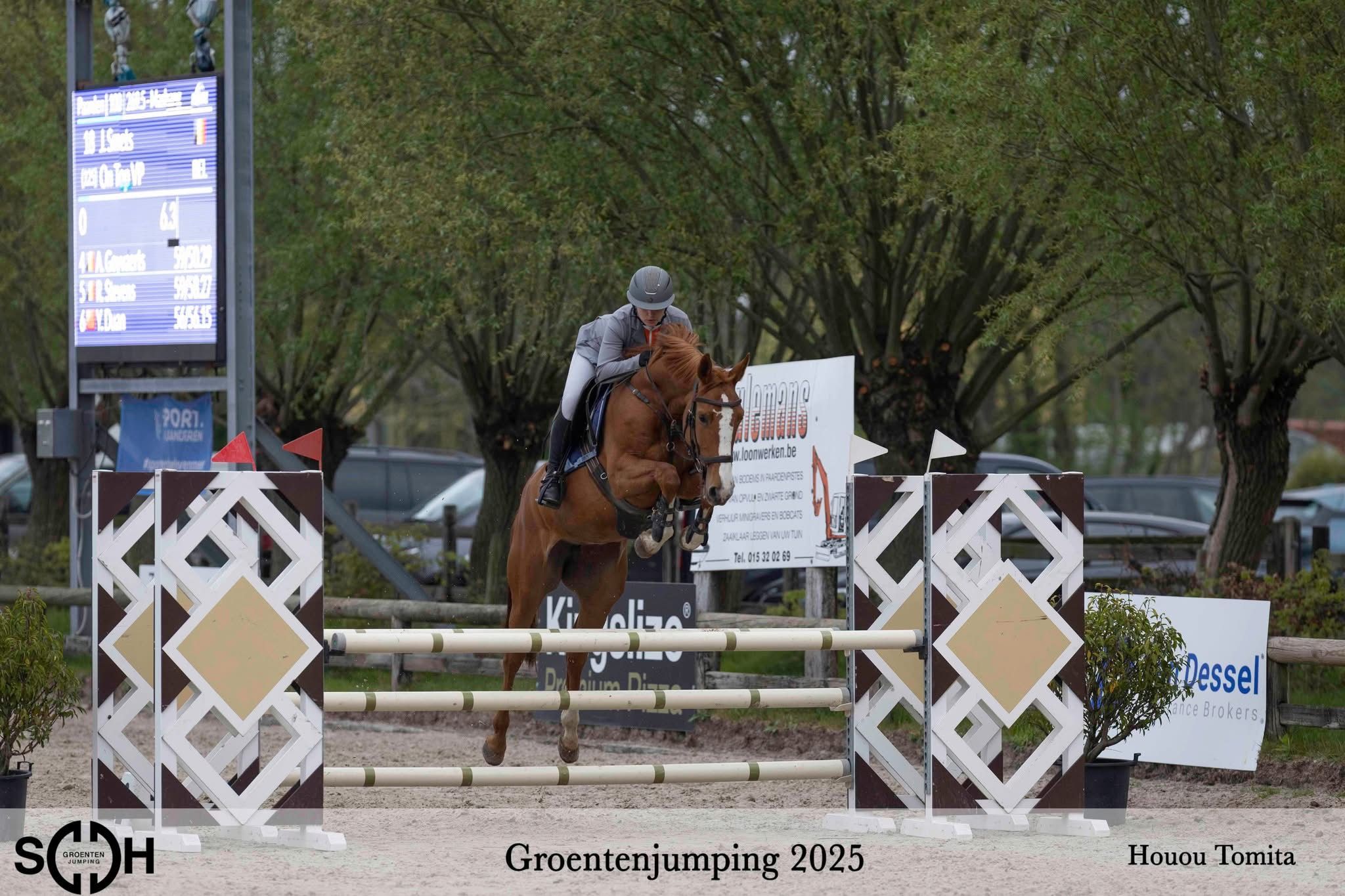 kwpn springpaard merrie 7 years old kastanje for sale - Photo 5