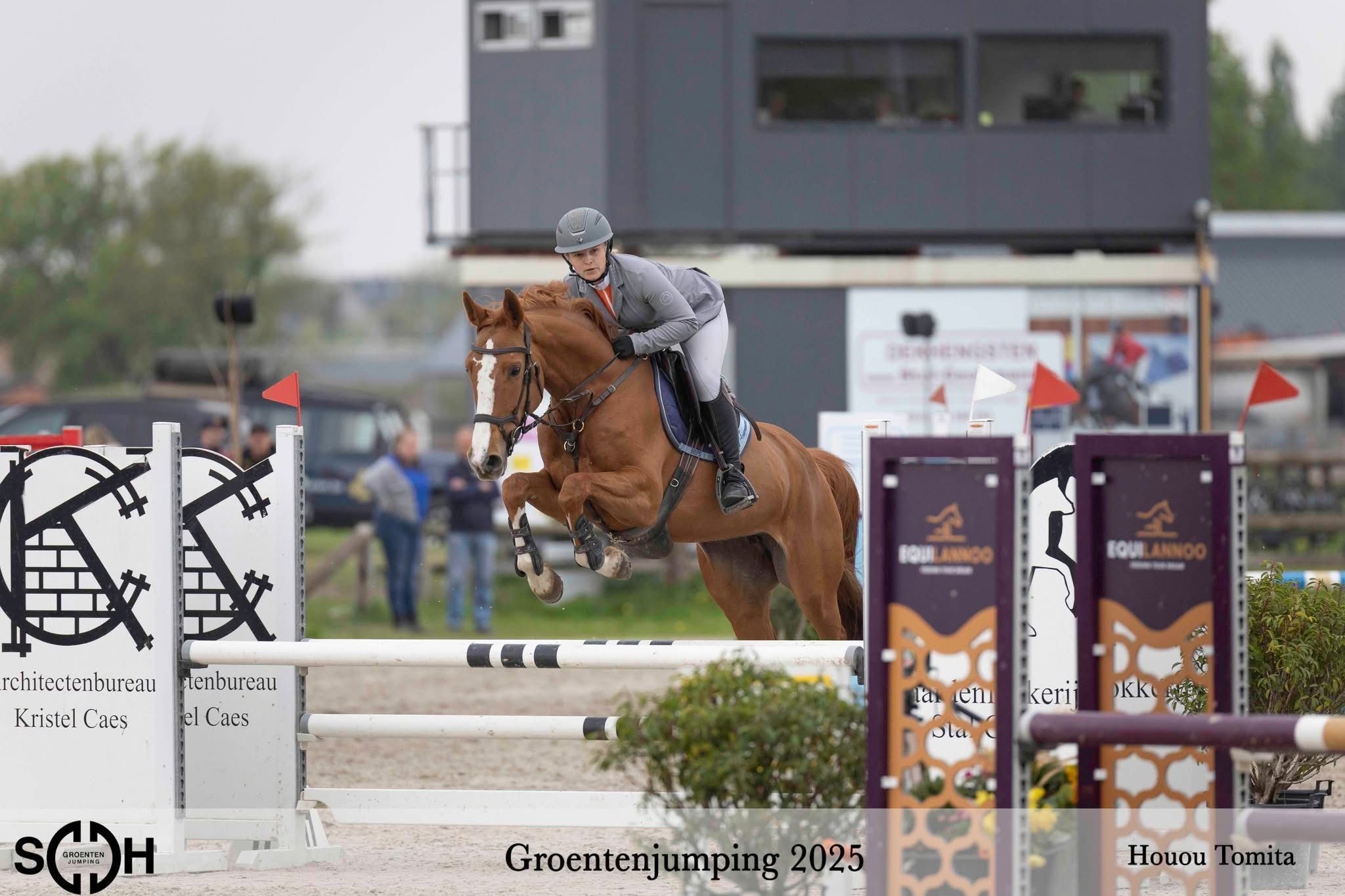 kwpn springpaard merrie 7 years old kastanje for sale - Photo 6
