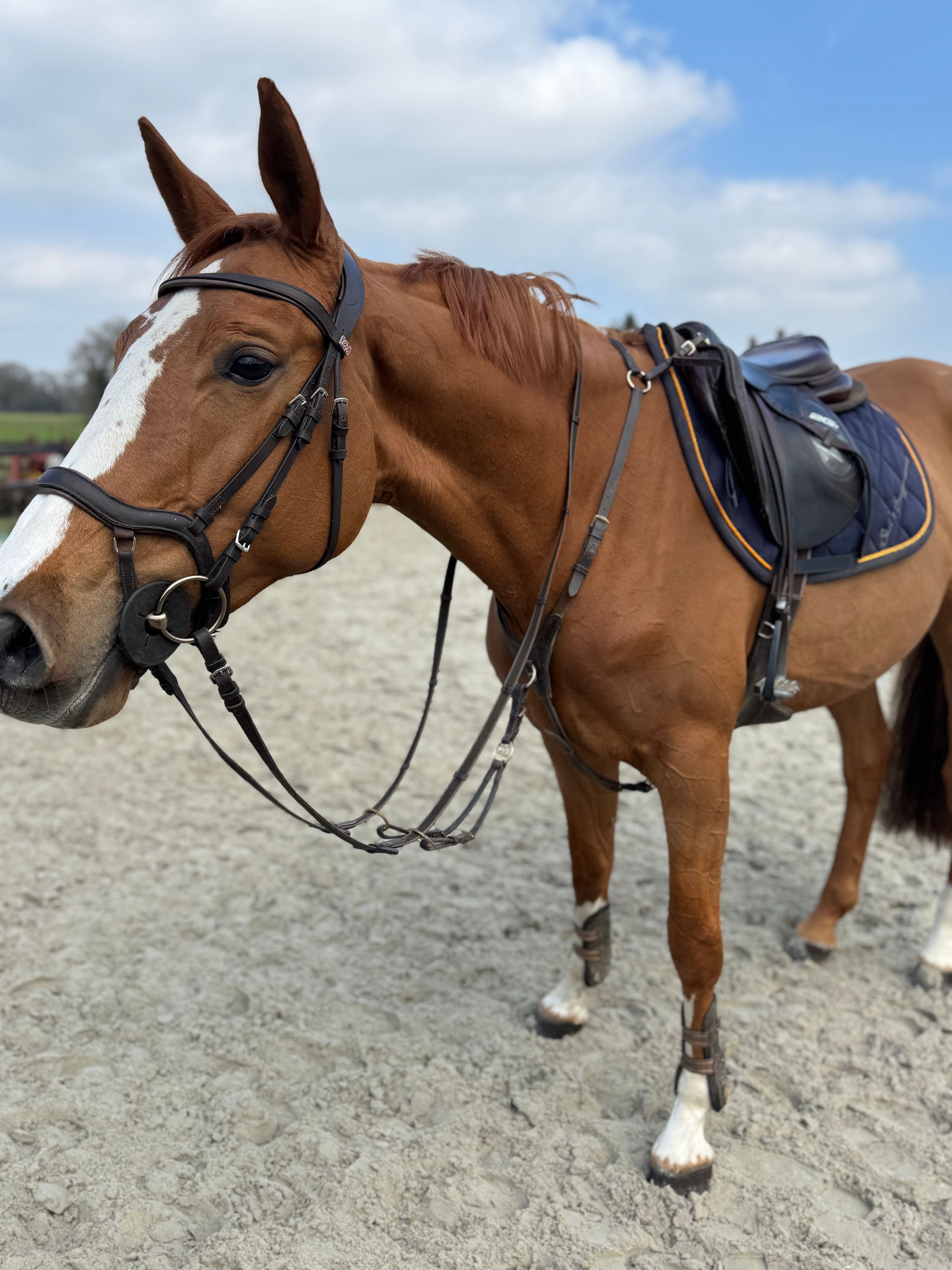 kwpn springpaard merrie 7 years old kastanje for sale - Photo 2