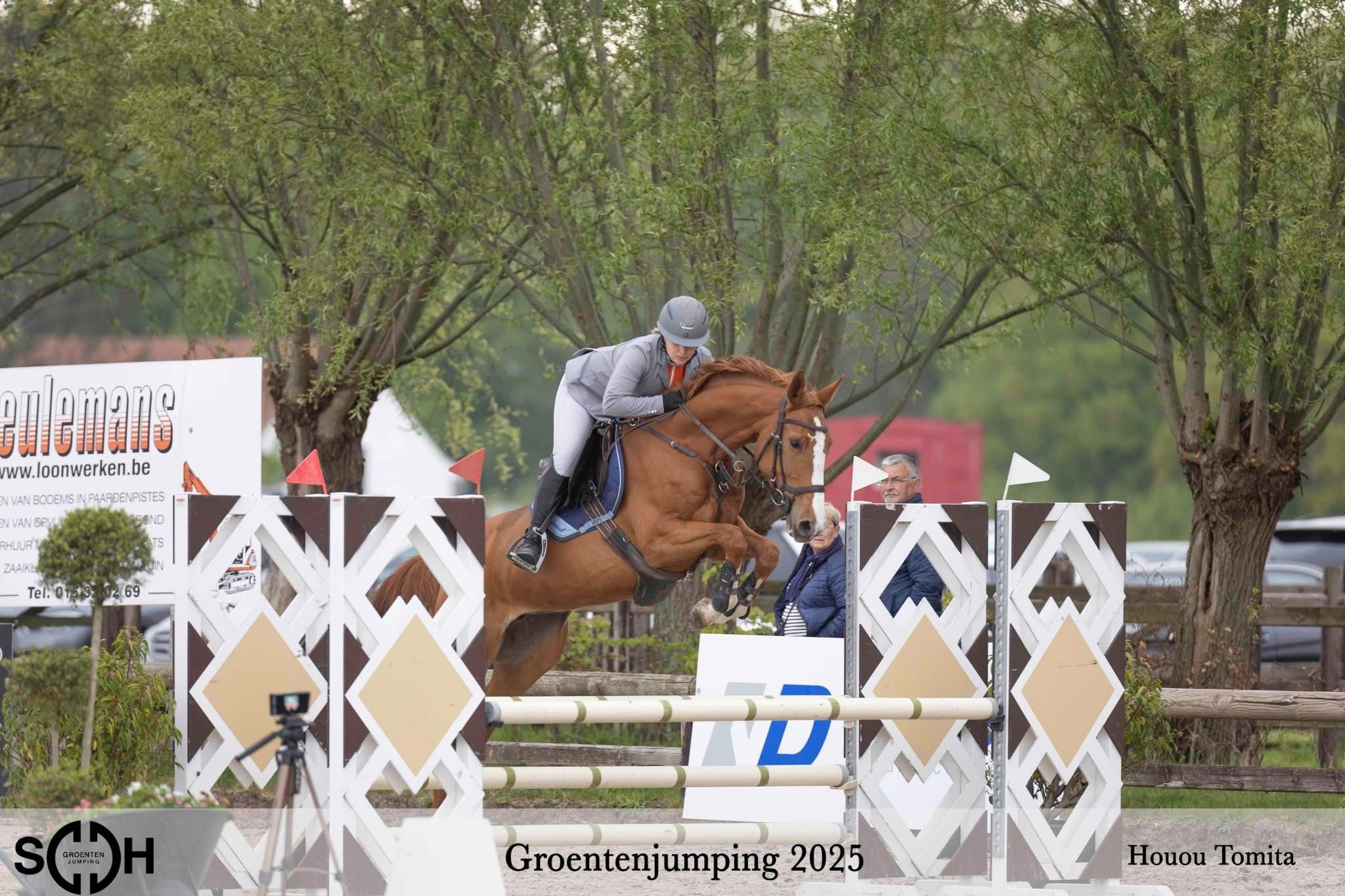 kwpn springpaard merrie 7 years old kastanje for sale - Photo 4