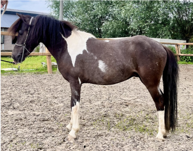 minipaard aangespannen-pony Hengst 4 years old andere-kleur for sale - Photo 2