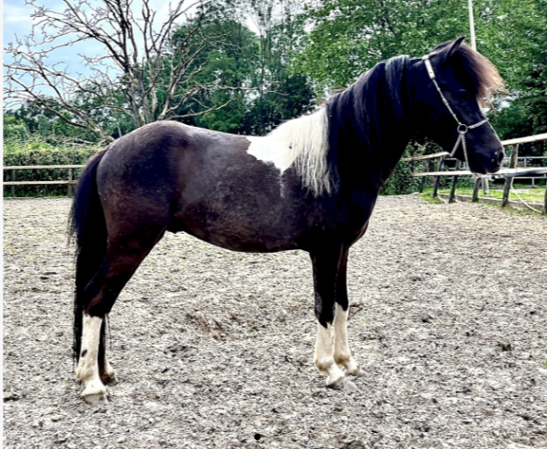 minipaard aangespannen-pony Hengst 4 years old andere-kleur for sale - Photo 3