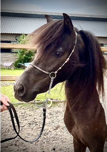 !DREAM HORSE! Palomino stallion by Qaside MD X Apache