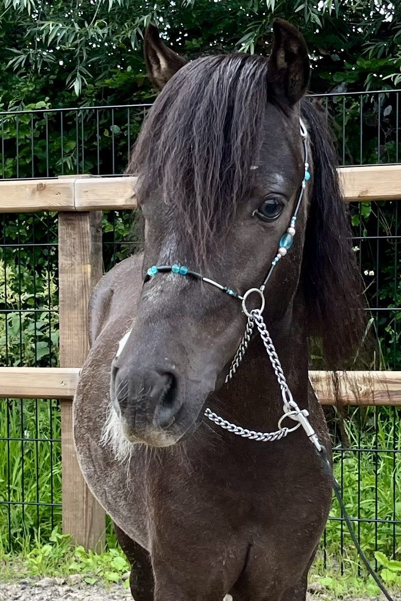 minipaard aangespannen-pony Hengst 4 years old andere-kleur for sale - Photo 4