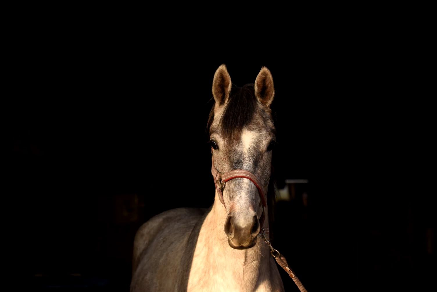 kwpn springpaard merrie 4 years old schimmel for sale - Photo 4